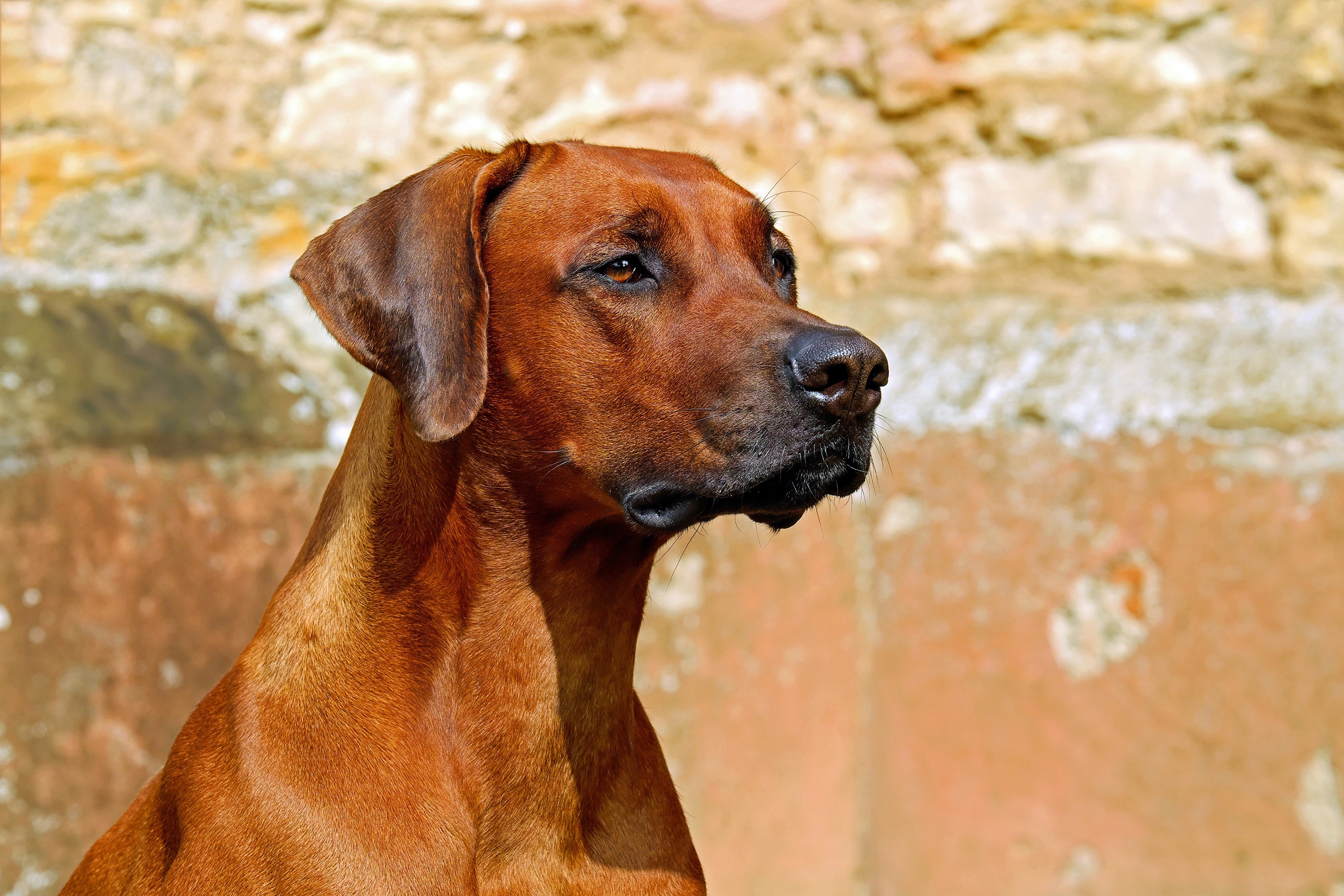 4K Rhodesian Ridgeback Dog Head HD Wallpaper