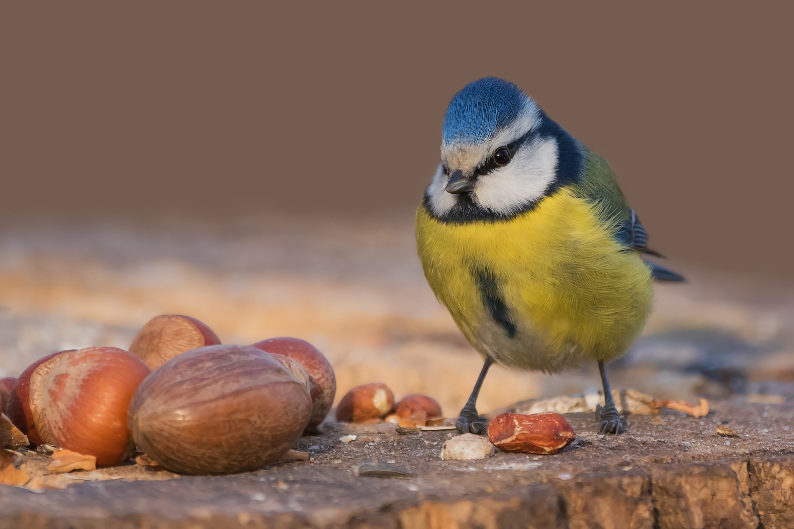 Blue Tit bird with hazelnuts on a wooden surface HD Wallpaper