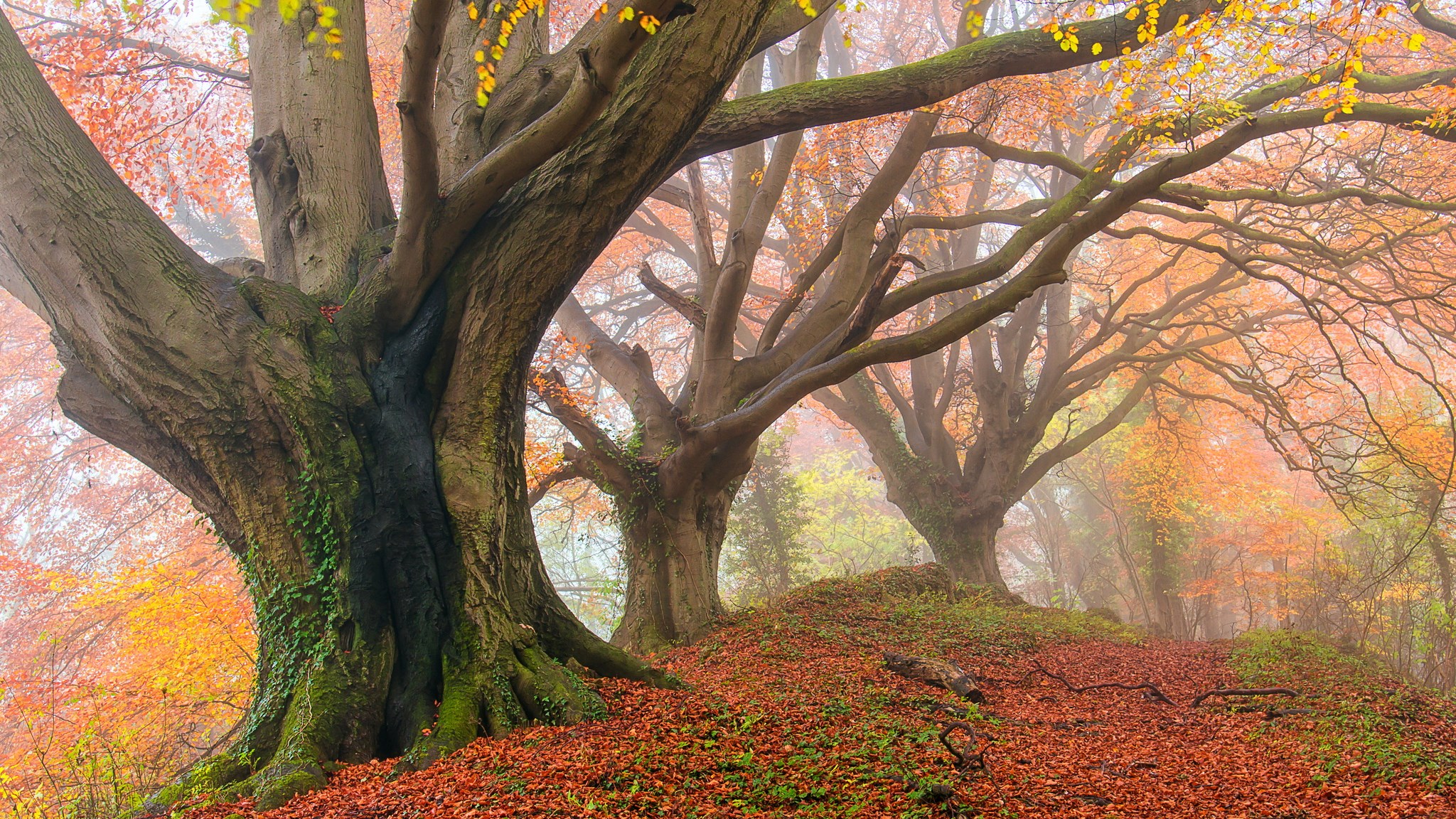 Misty forest with large trees in autumn HD Wallpaper