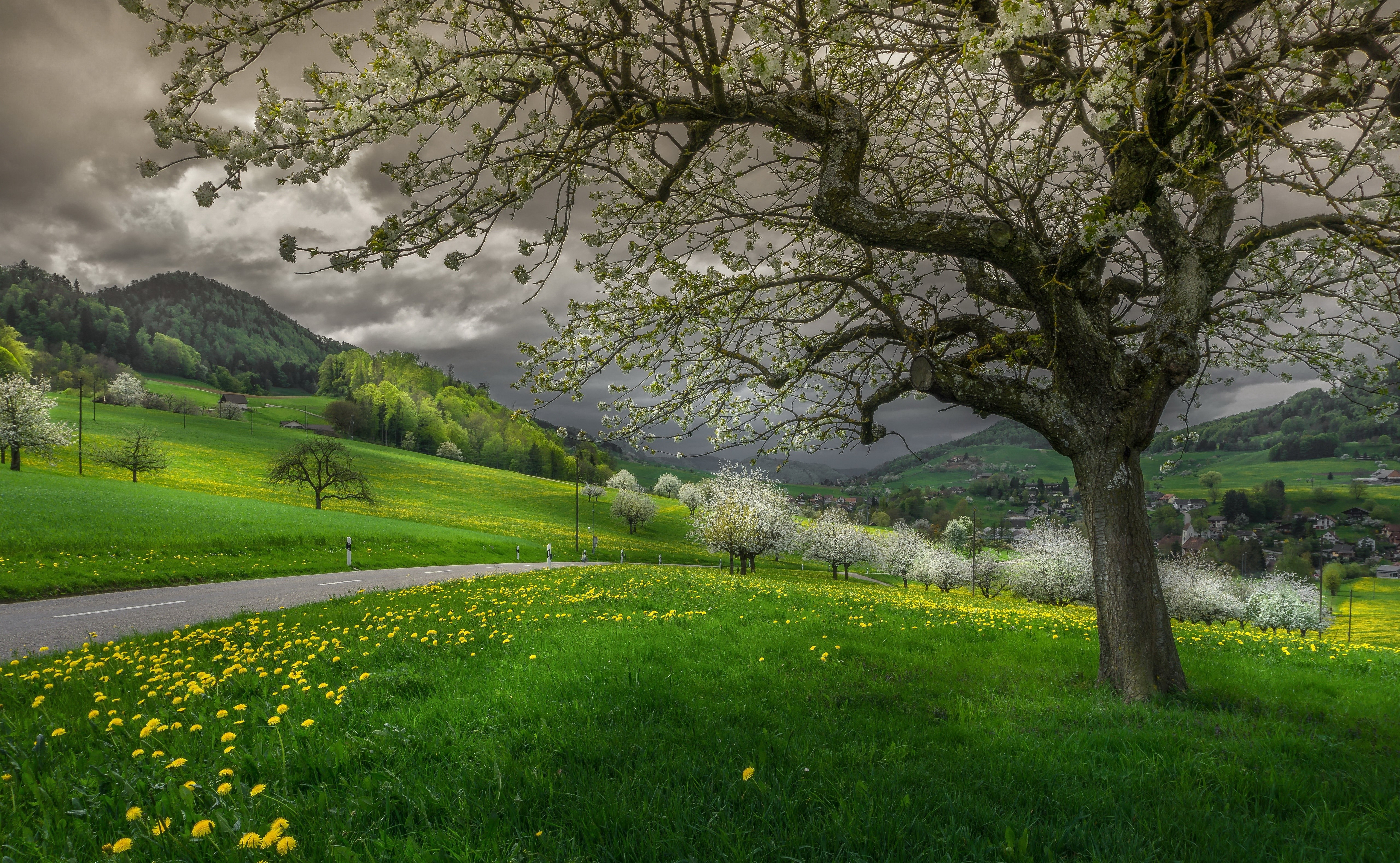 Road through a green valley with dandelions and blooming trees in Waldenburg, Switzerland HD Wallpaper