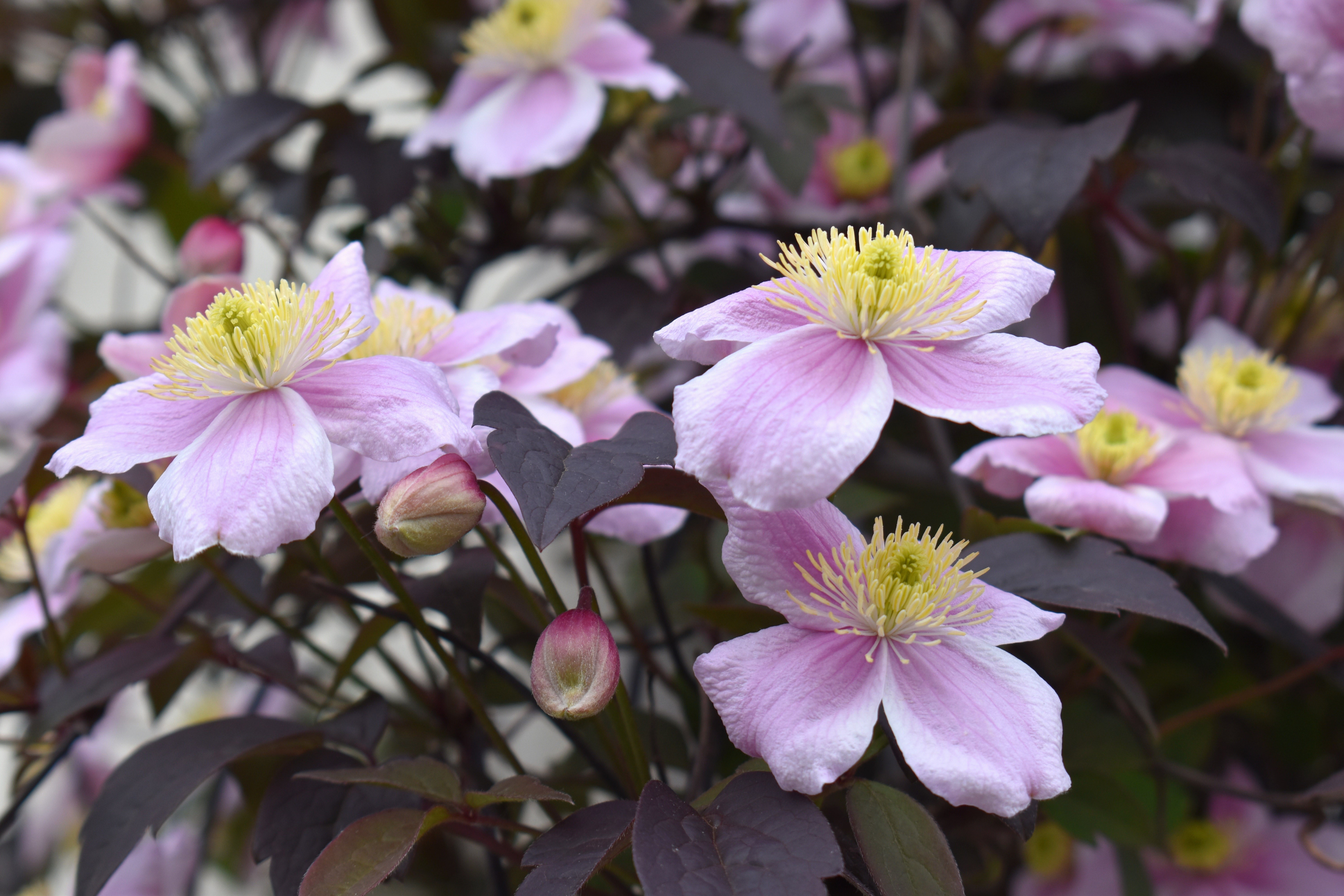 Pink Clematis flowers with dark leaves HD Wallpaper