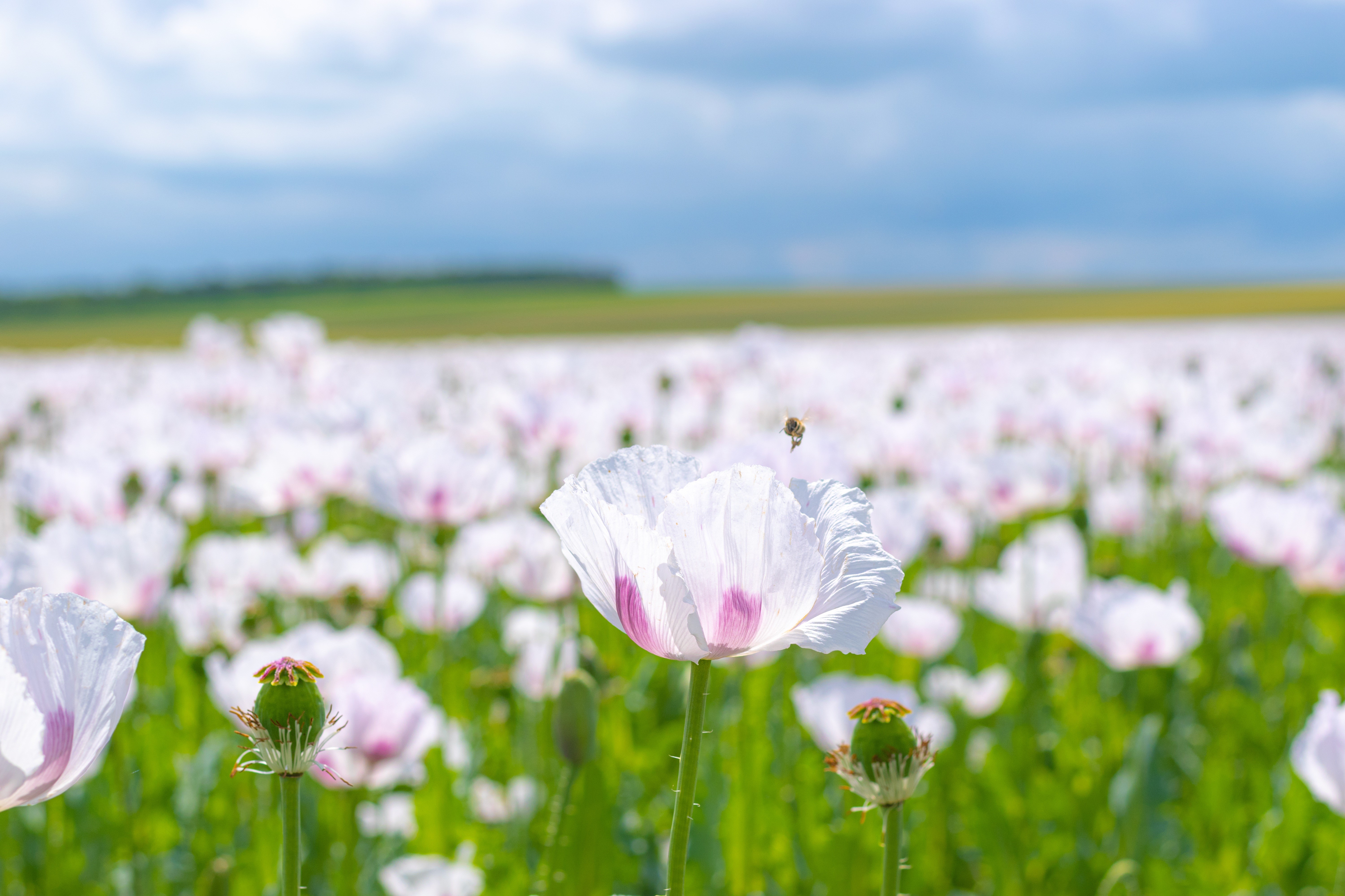 Field of white poppies with a bee HD Wallpaper