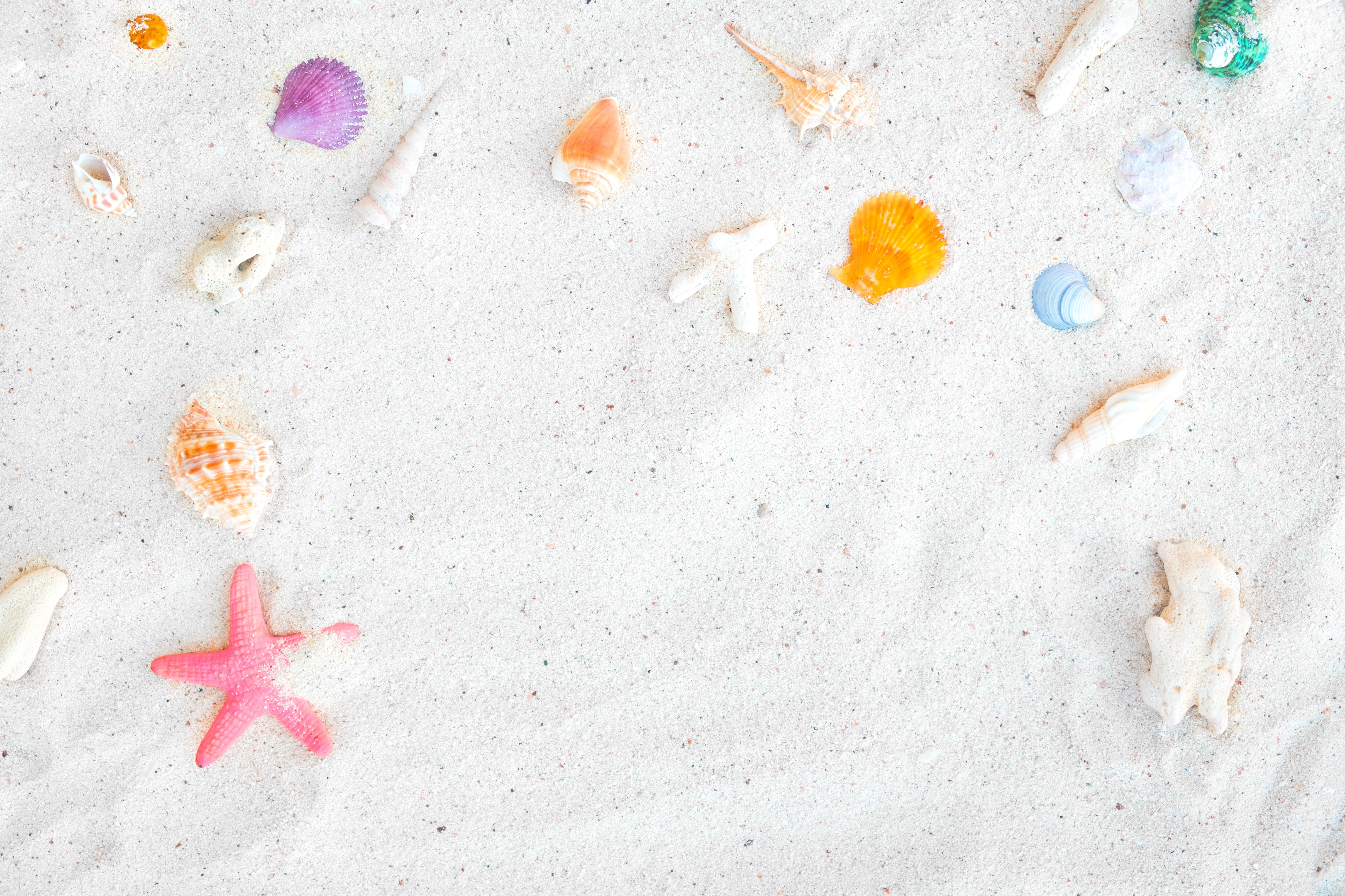 Shells and starfish on white sand HD Wallpaper