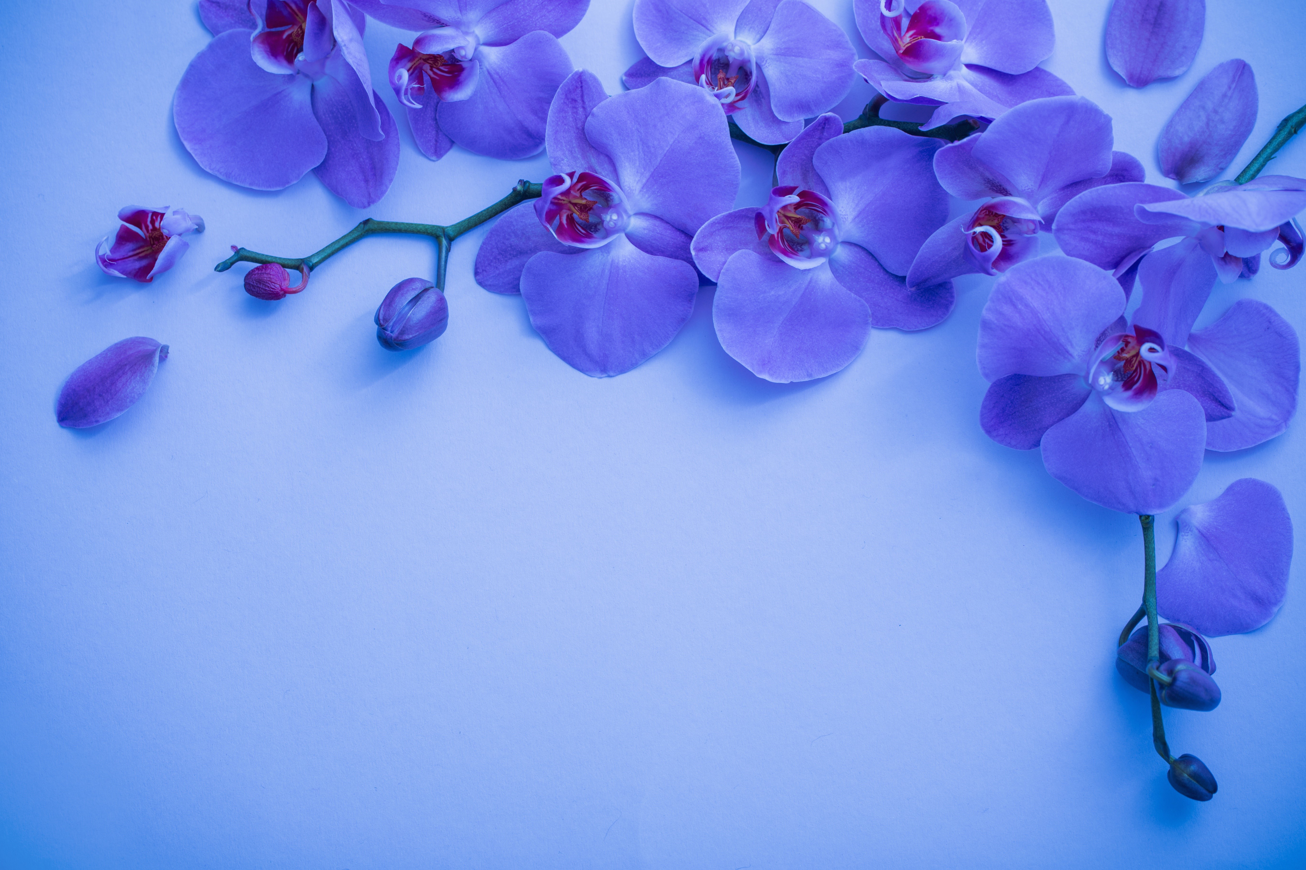 Purple Orchid Branches and Petals HD Wallpaper