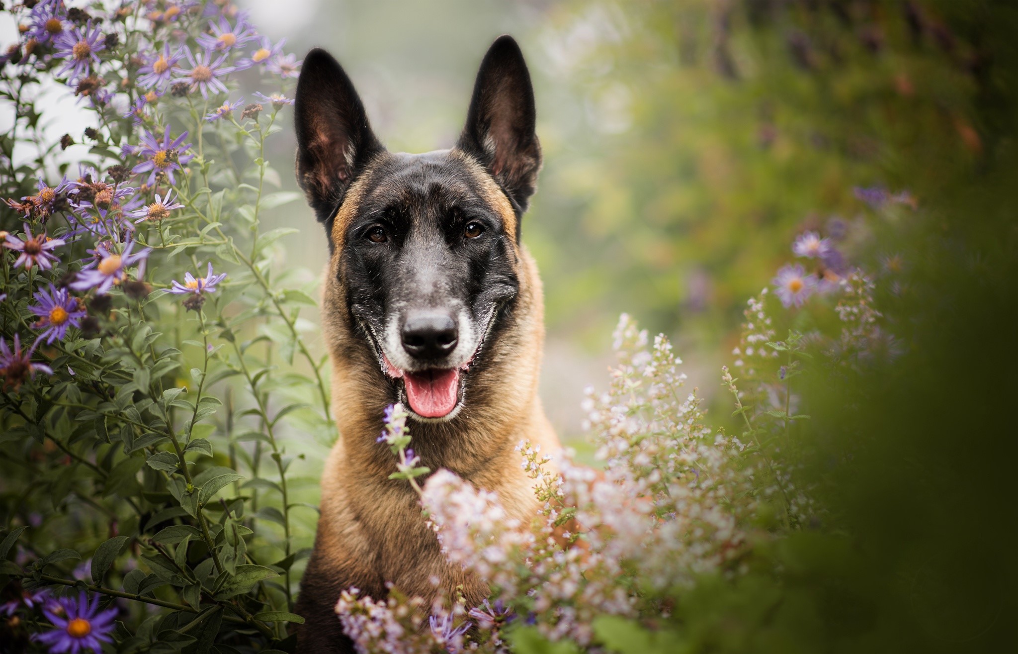 Belgian Shepherd dog in a garden with flowers HD Wallpaper
