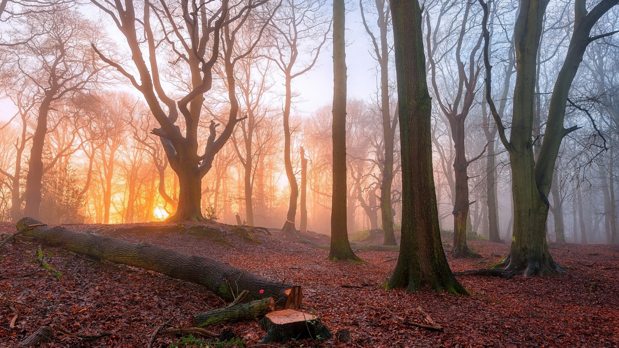 Fallen tree in a misty forest at sunrise HD Wallpaper