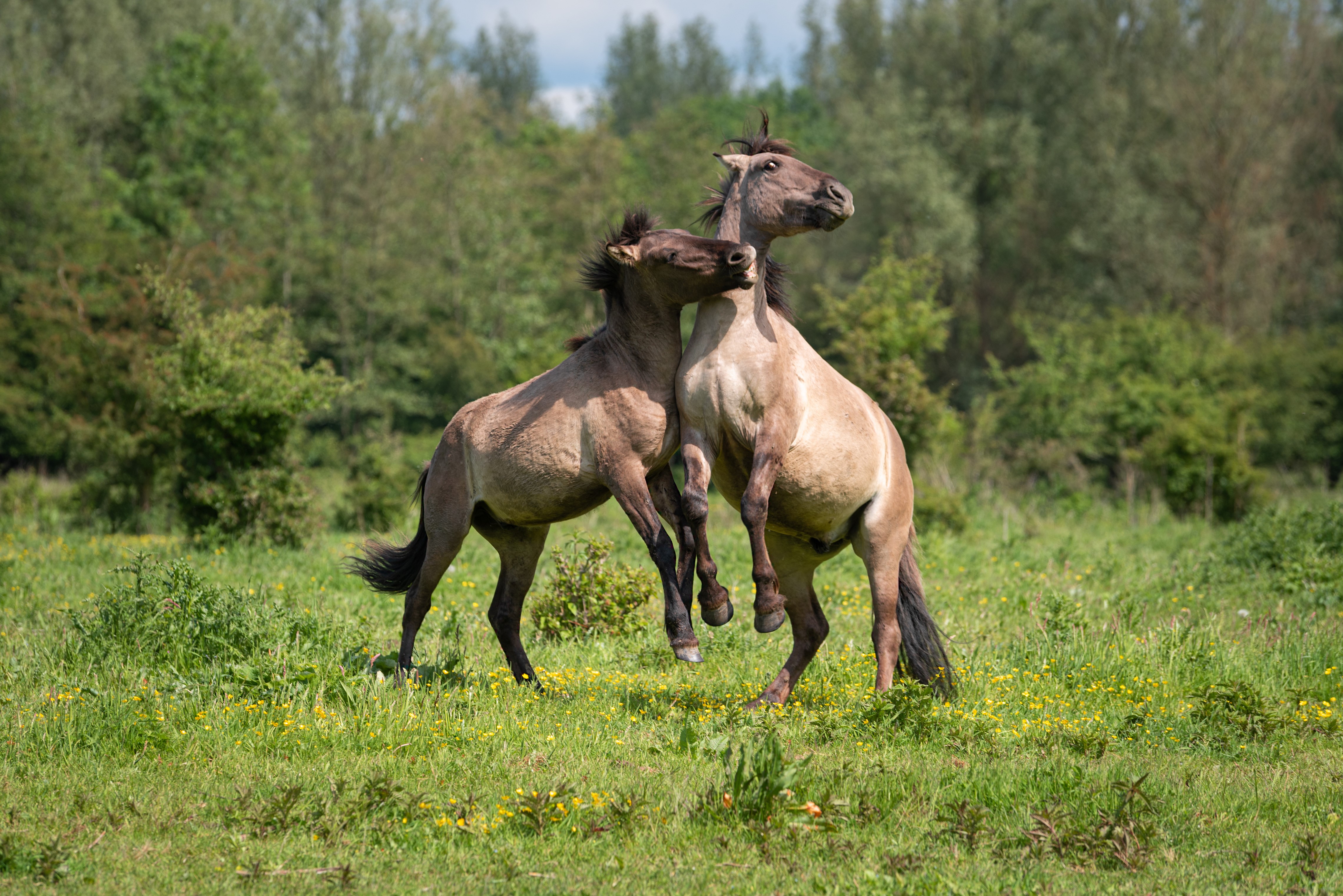 Two Konik horses playing in a grassy field HD Wallpaper