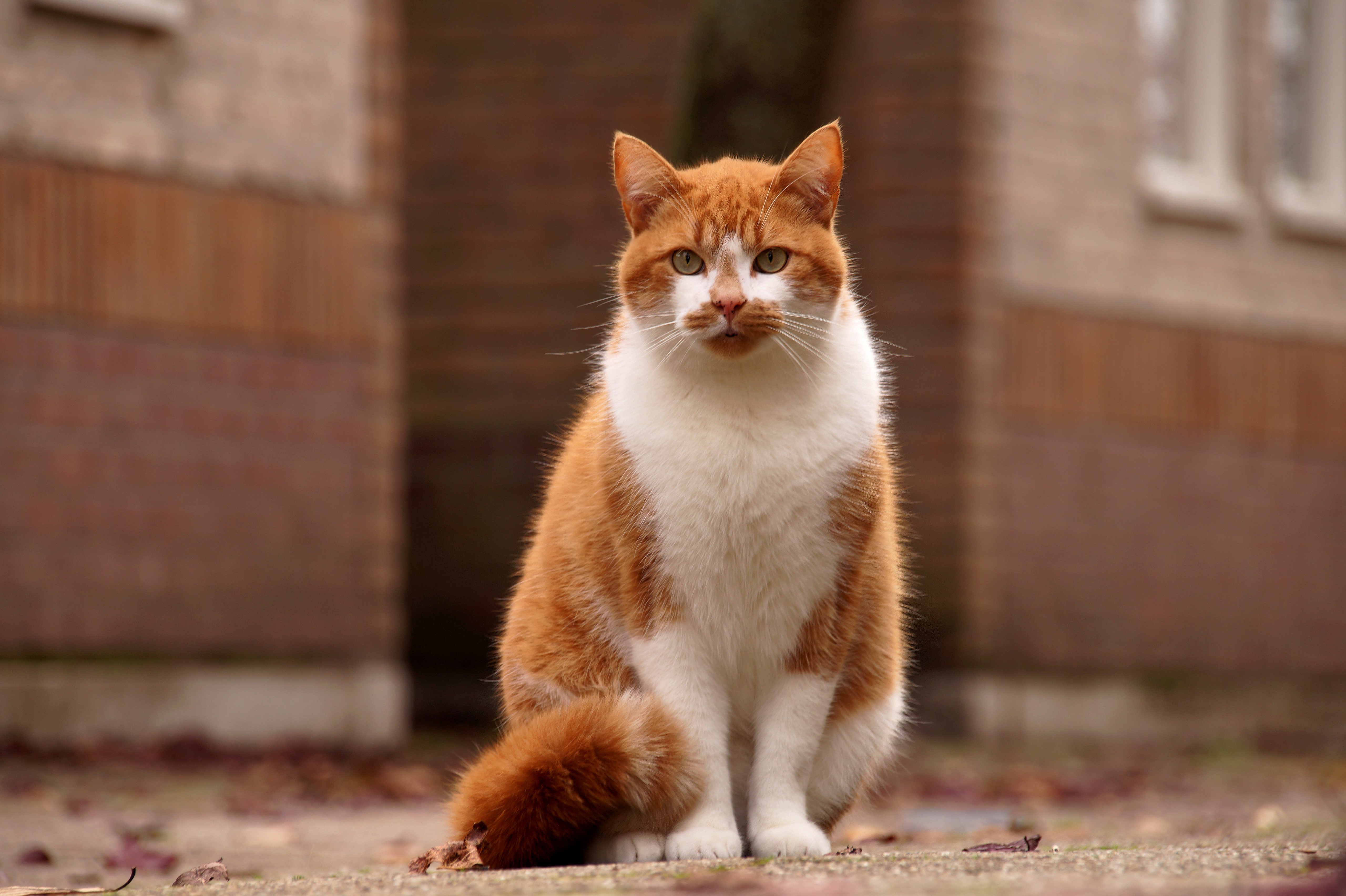 Orange and white cat sitting HD Wallpaper