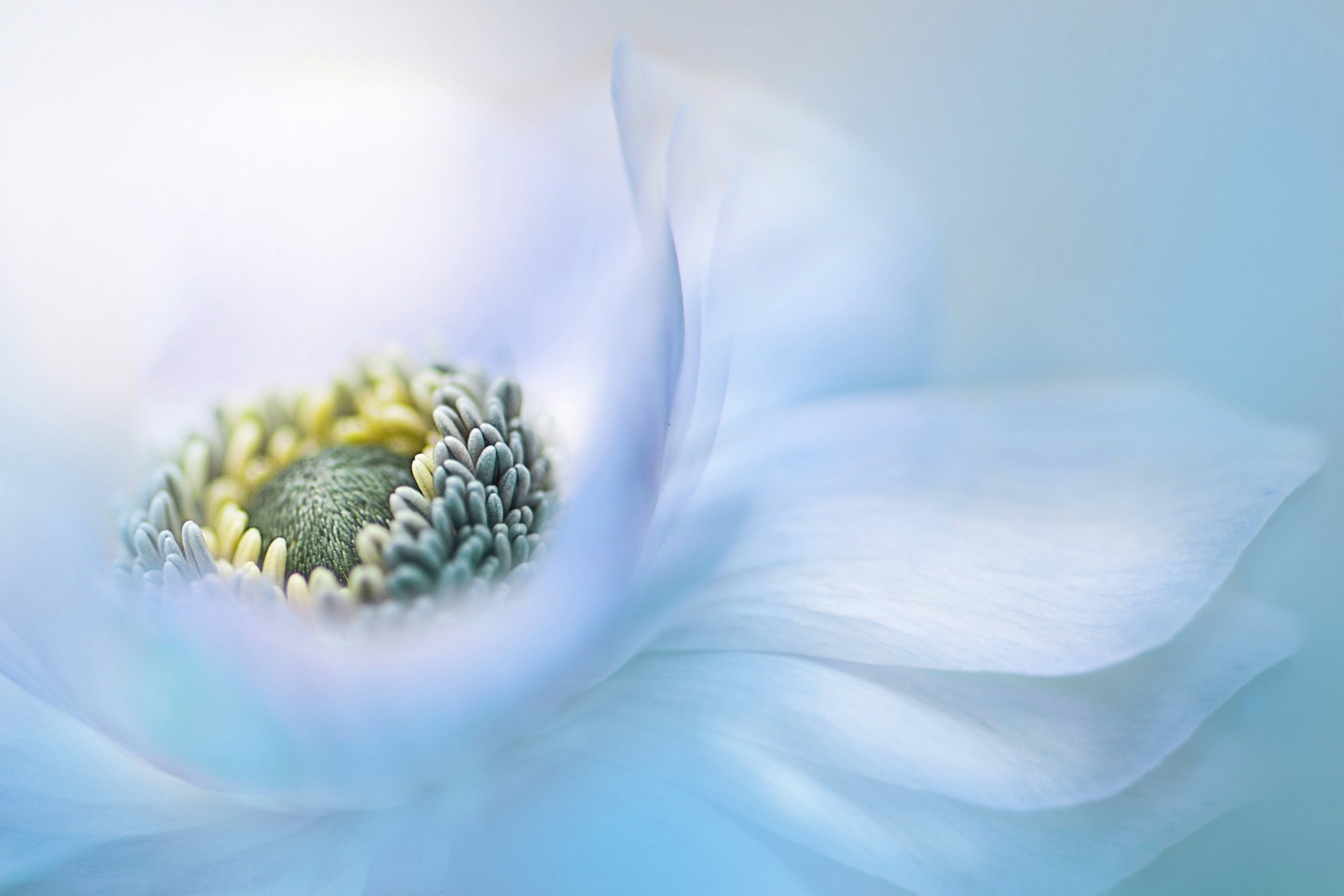 Close-up of a white anemone flower HD Wallpaper
