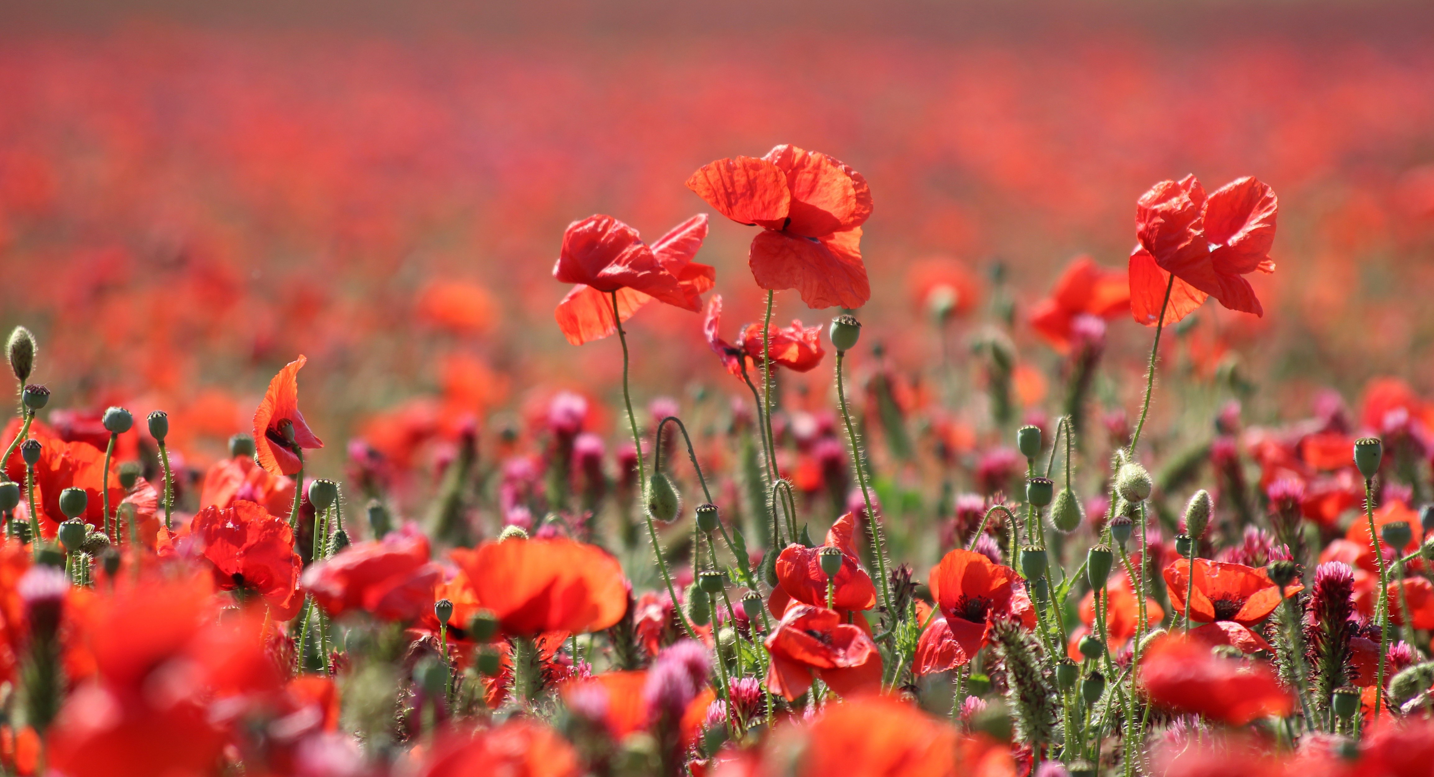 Field of Red Poppies in Summer HD Wallpaper