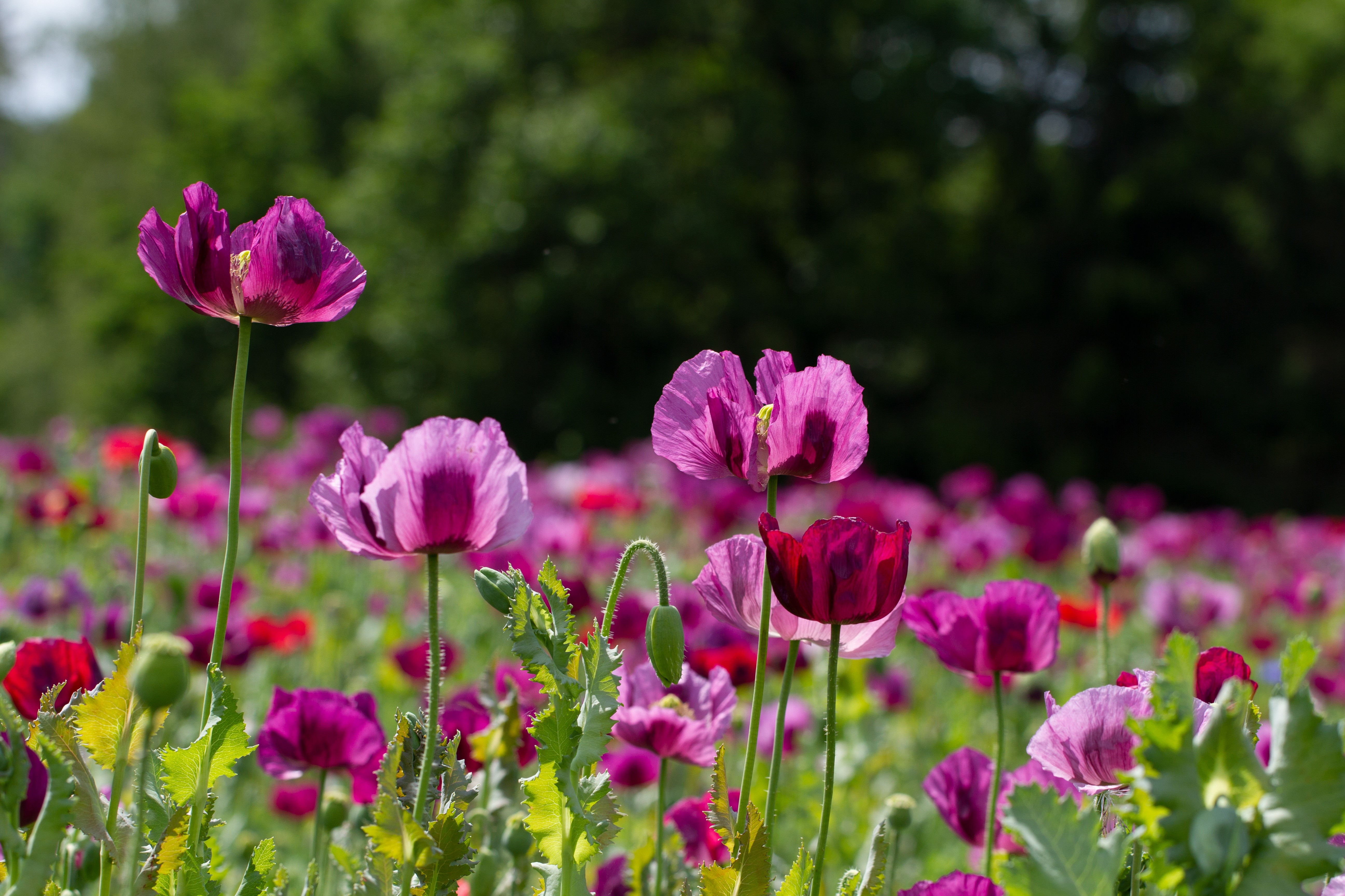 4K Pink Poppies in Bloom HD Wallpaper