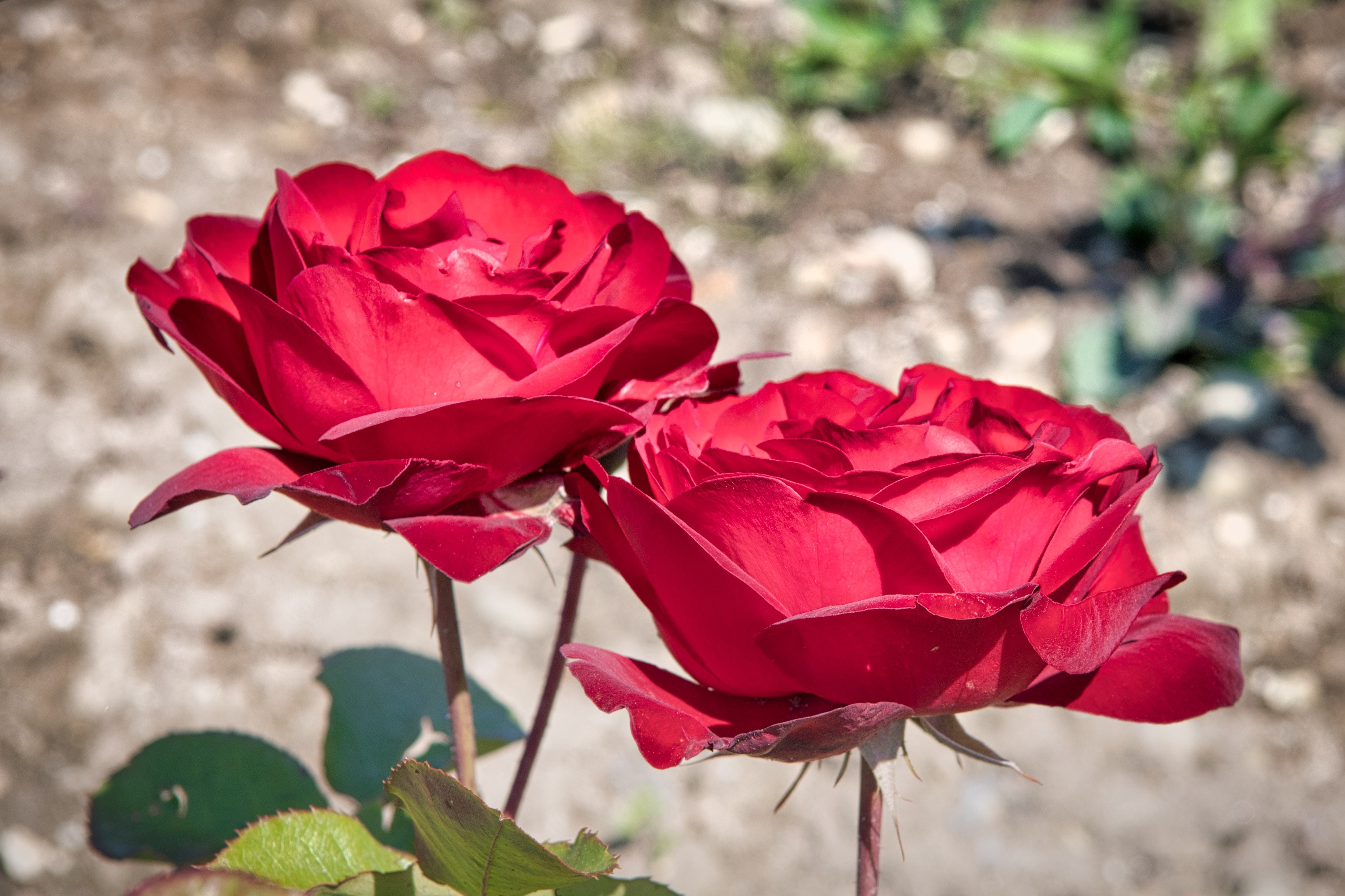 Two red roses in close-up HD Wallpaper