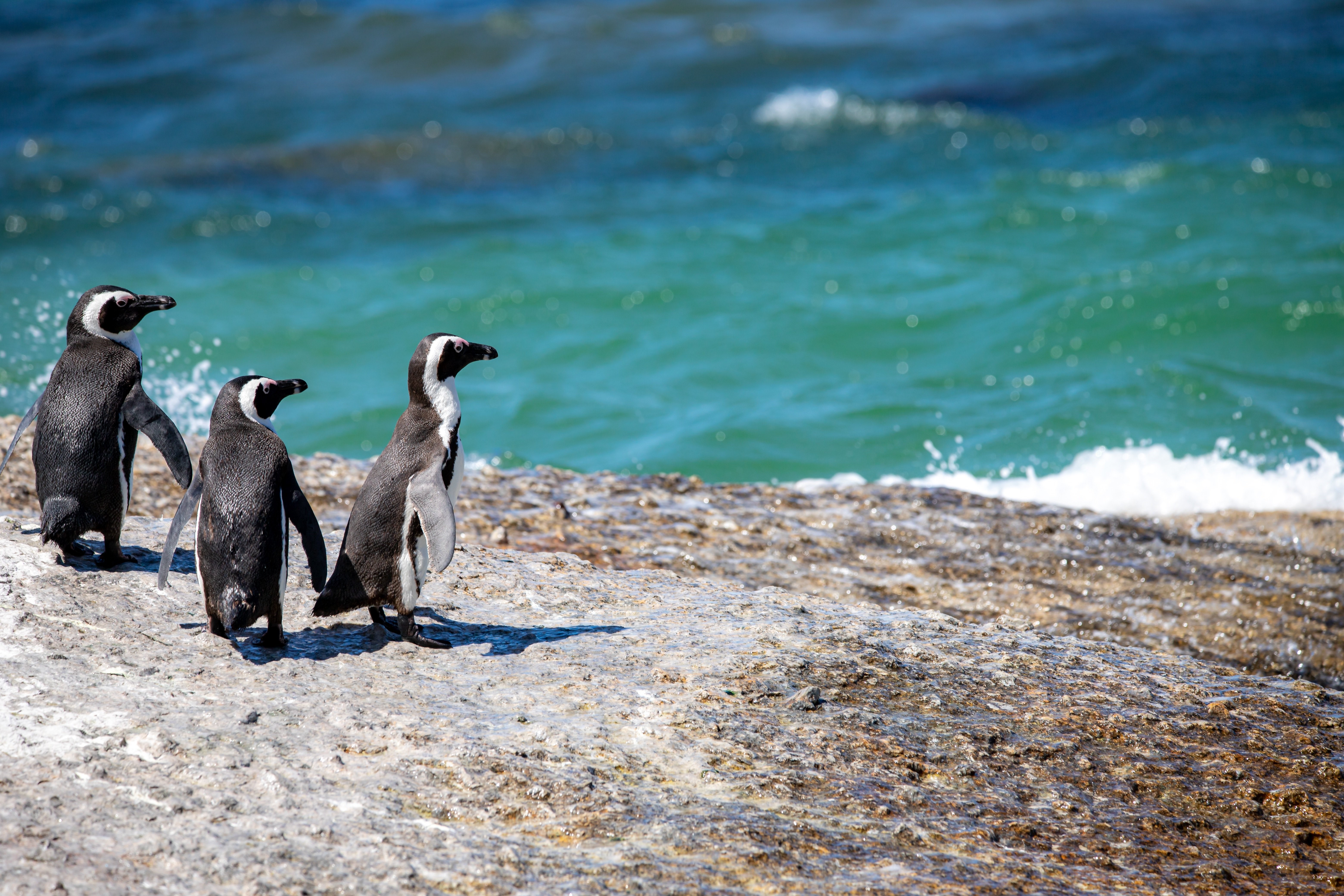 Three penguins on a rocky shore by the sea HD Wallpaper
