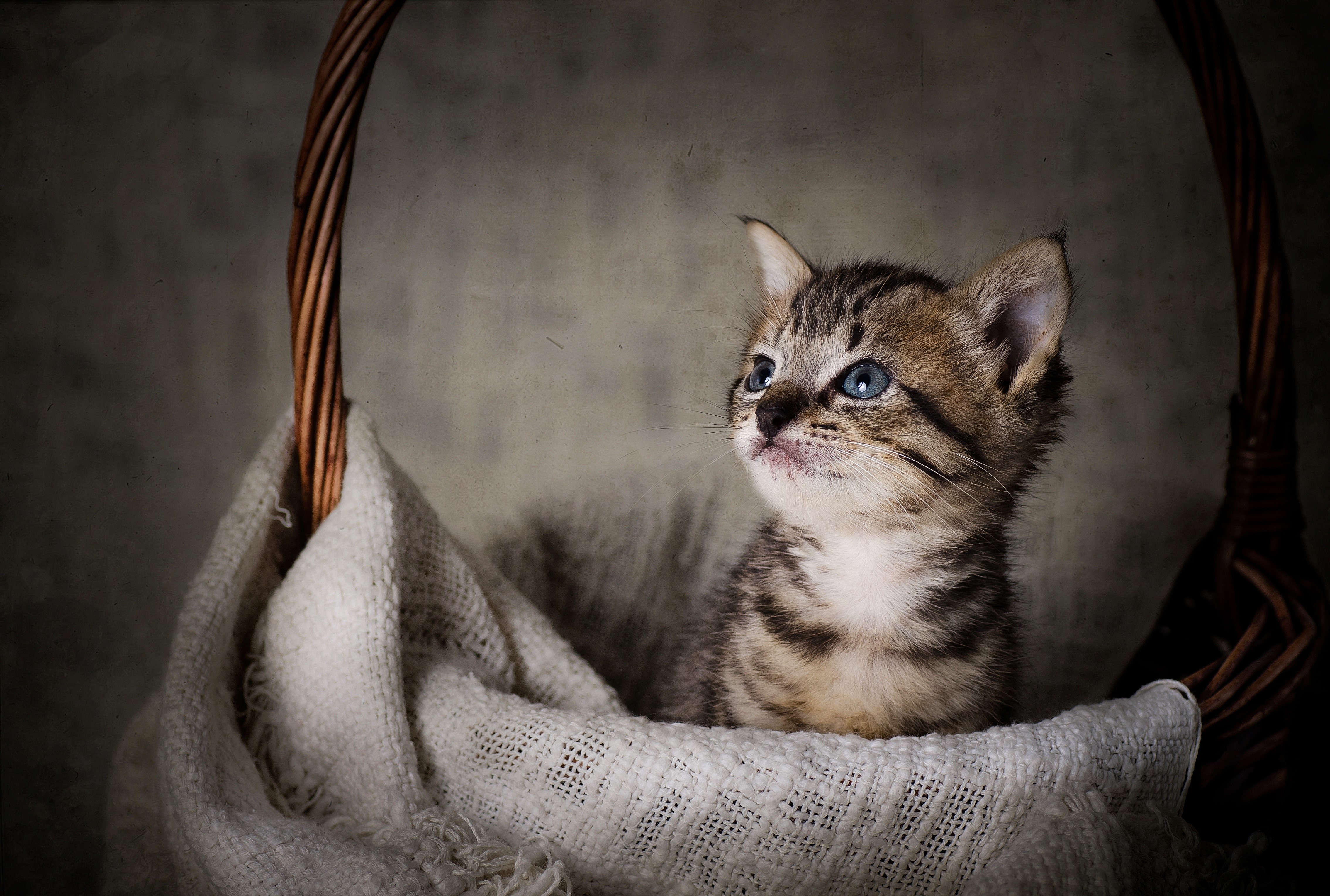 Kitten in a Wicker Basket HD Wallpaper