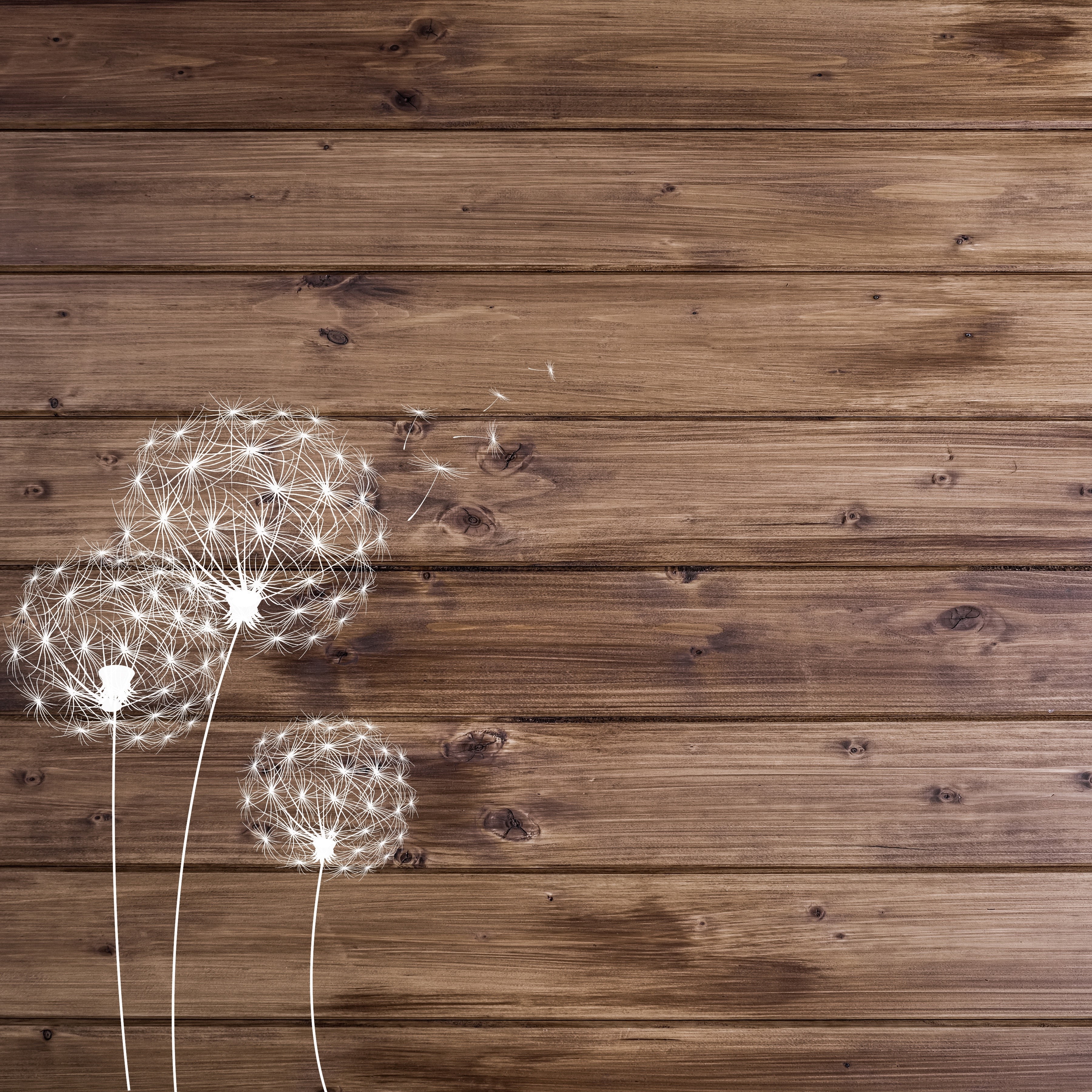 Dandelions blowing on wood planks HD Wallpaper