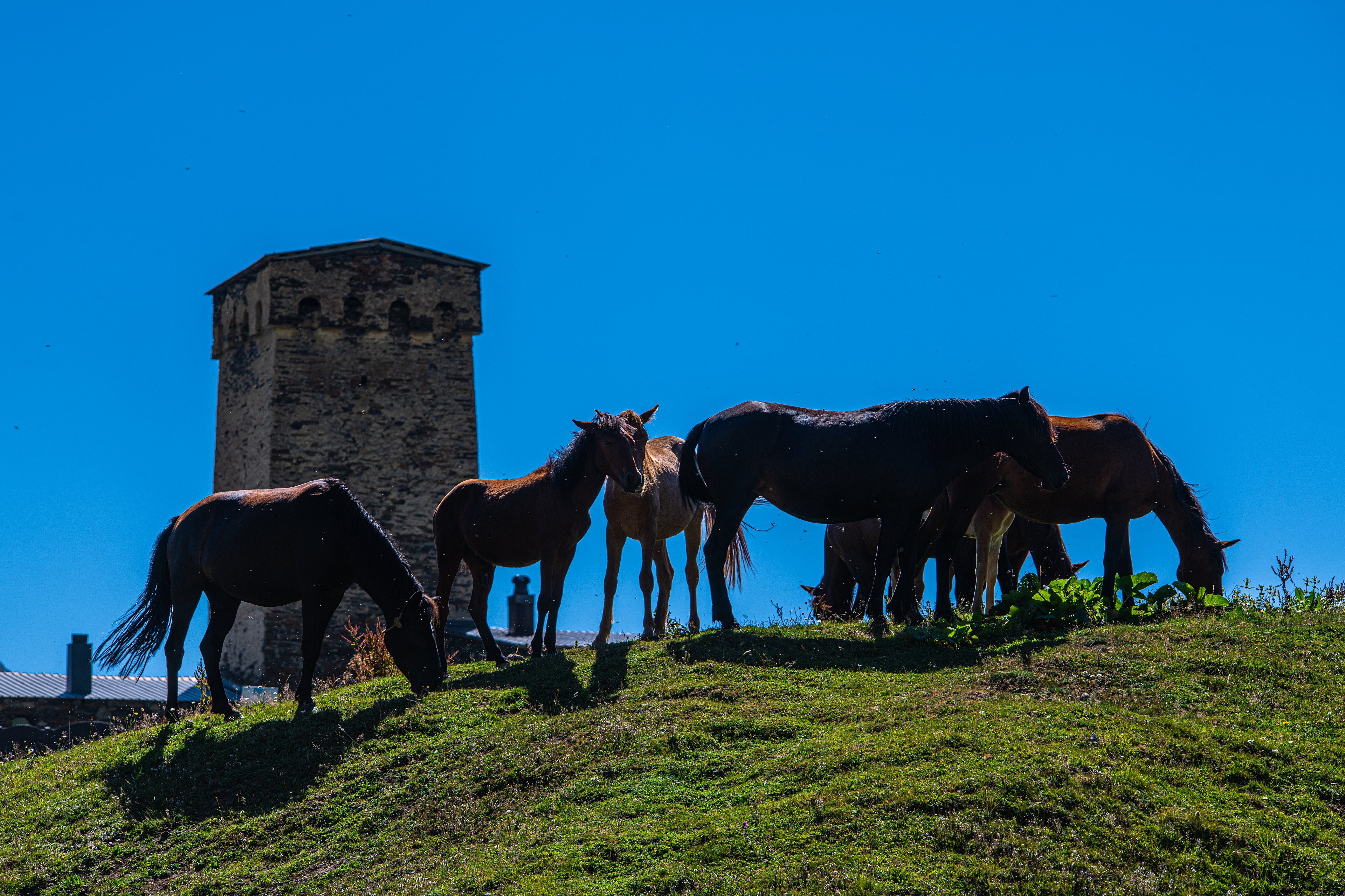 Horses grazing near a tower in Ushguli, Georgia HD Wallpaper