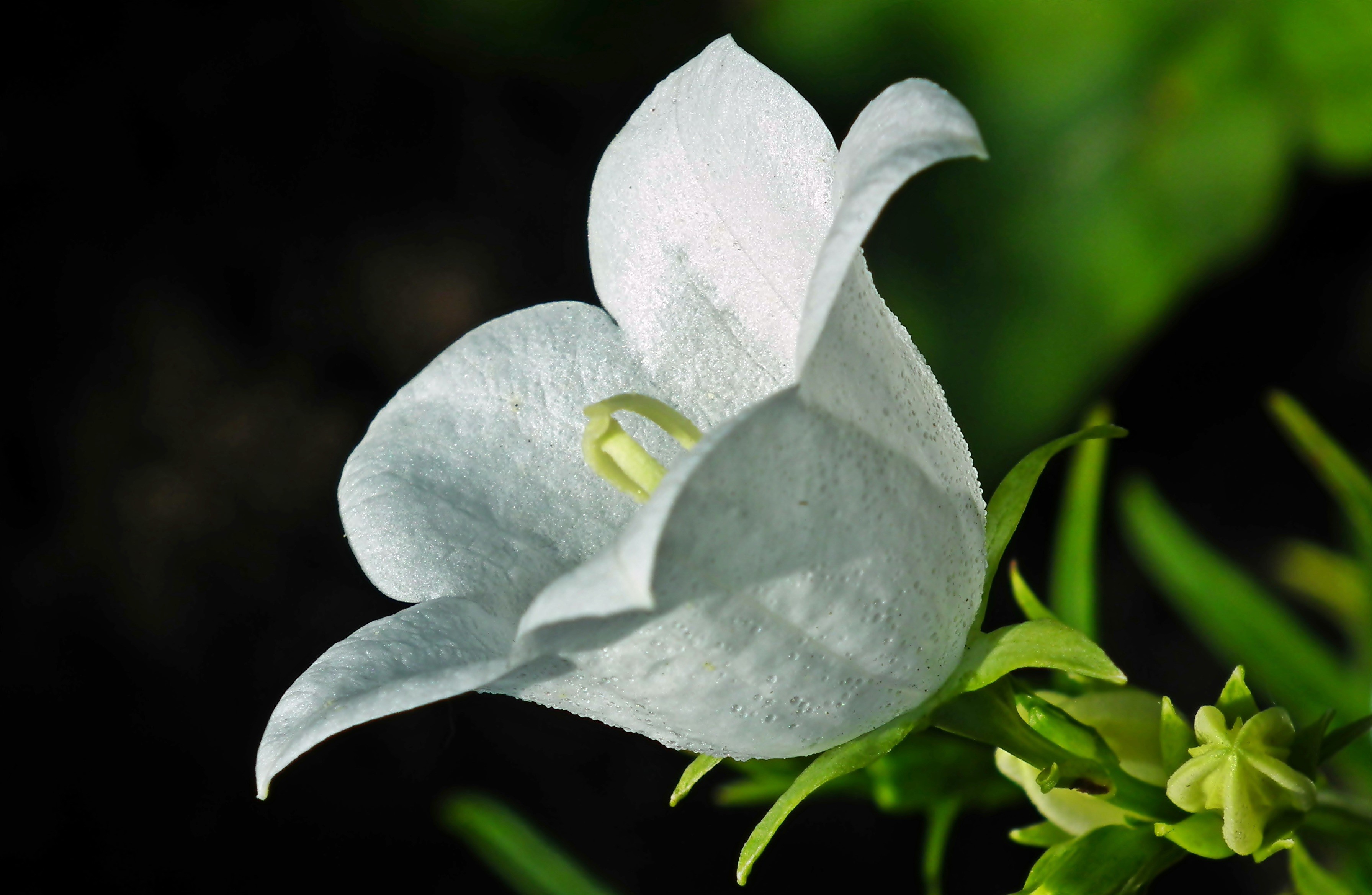White Campanula flower with water droplets HD Wallpaper