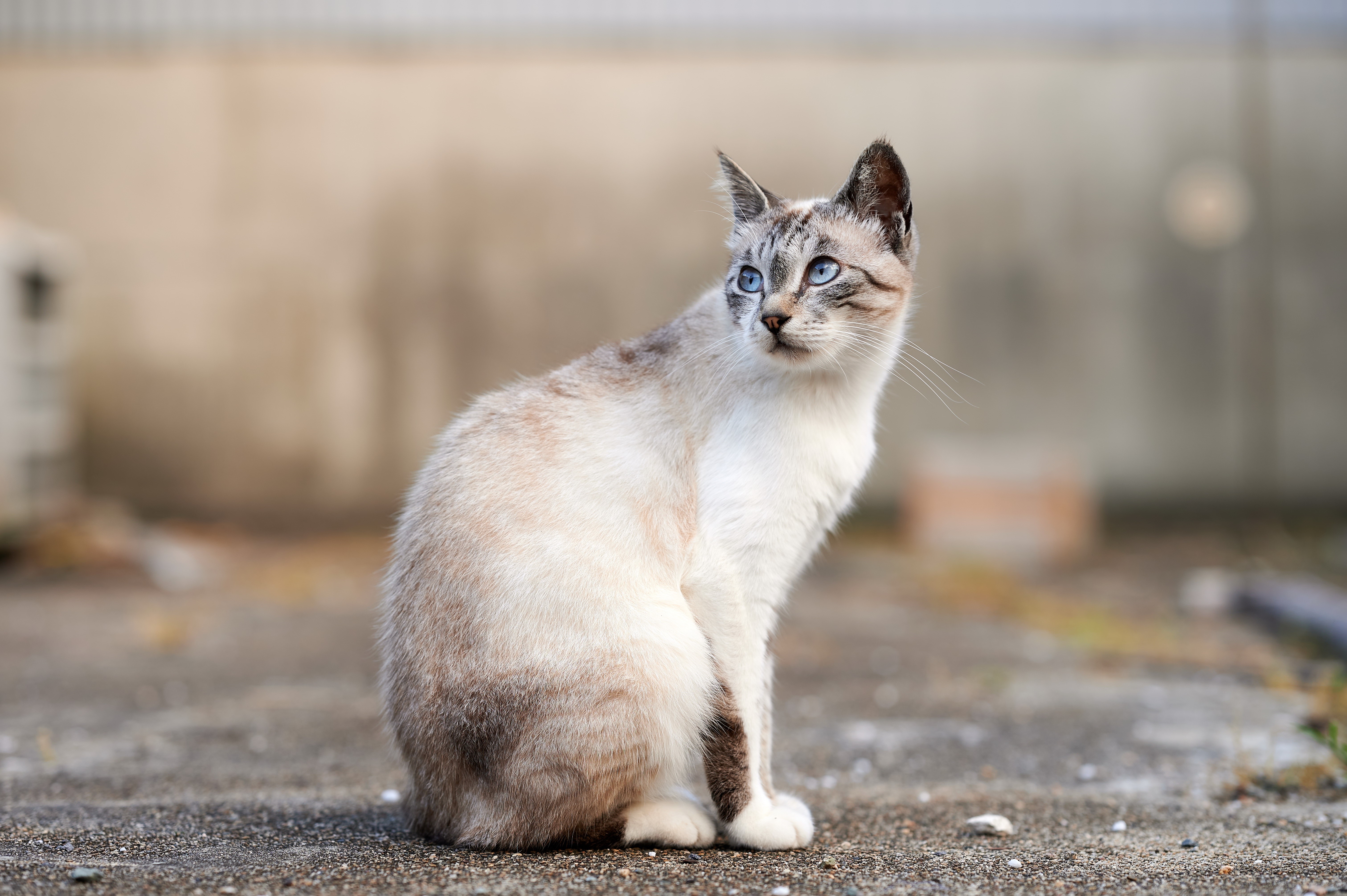Siamese Cat Sitting Outdoors with Blue Eyes HD Wallpaper