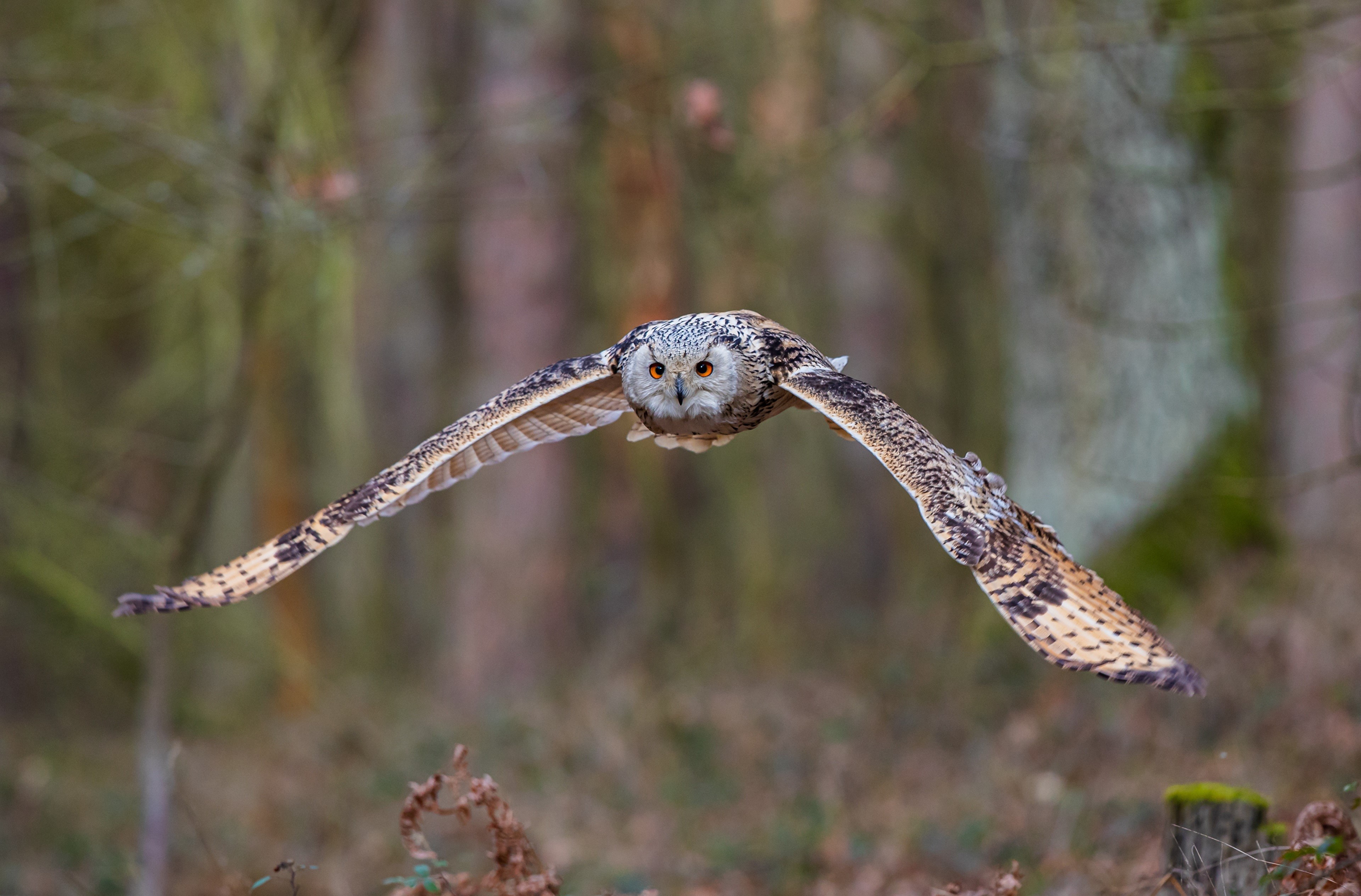 4K Owl in Flight with Bokeh Background HD Wallpaper