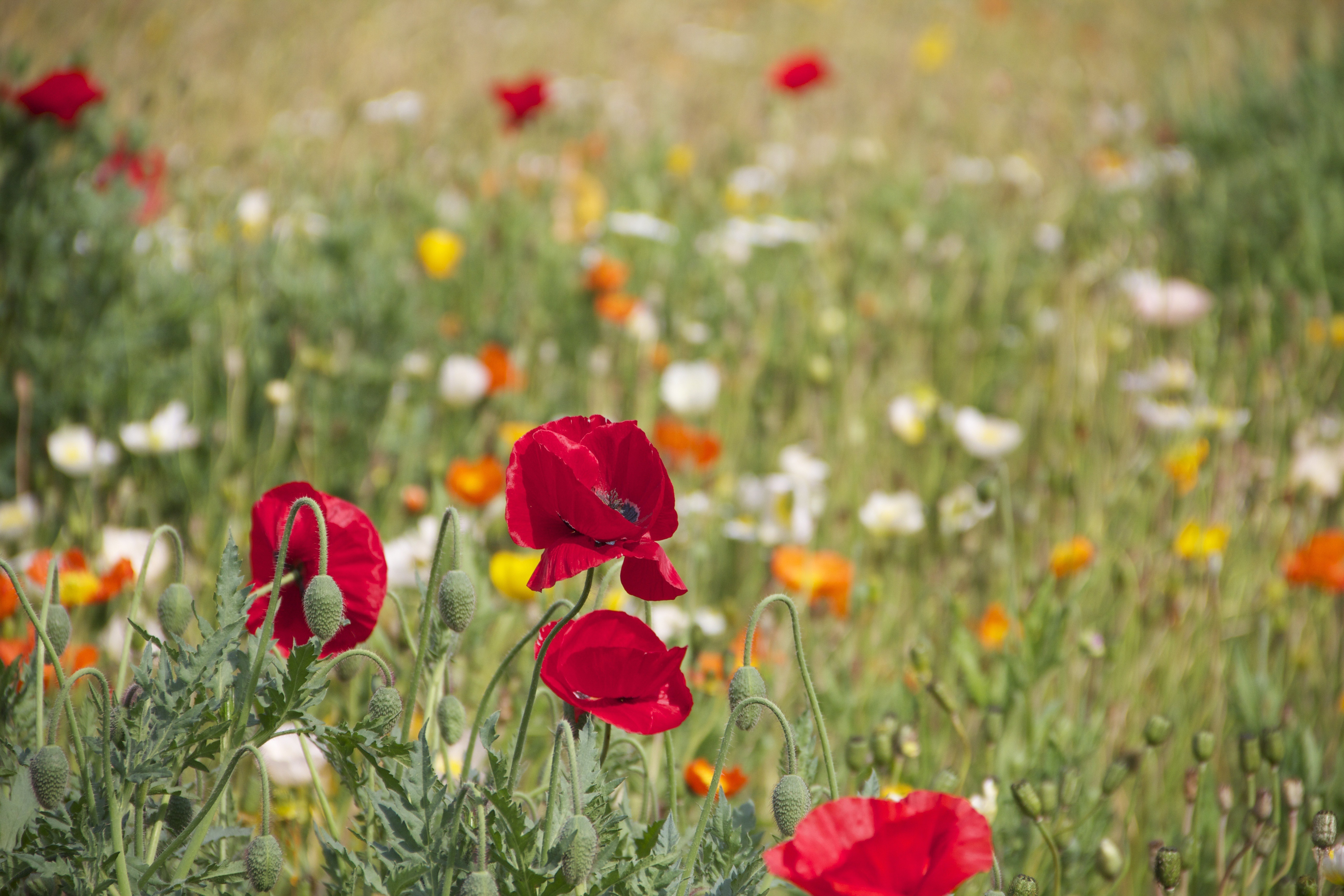 Field of Red Poppies and Wildflowers with Bokeh HD Wallpaper