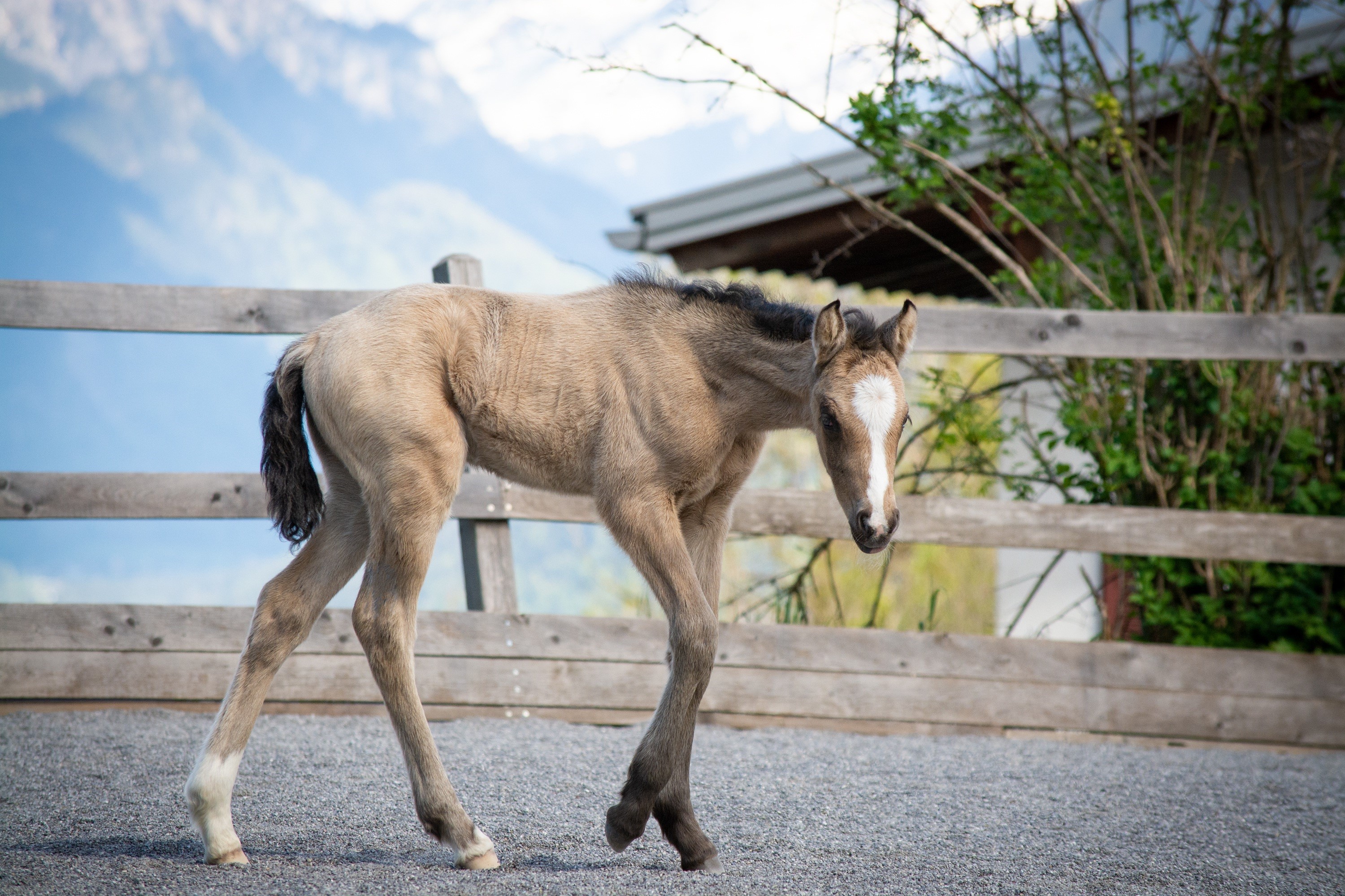 A young foal walks in a fenced enclosure HD Wallpaper