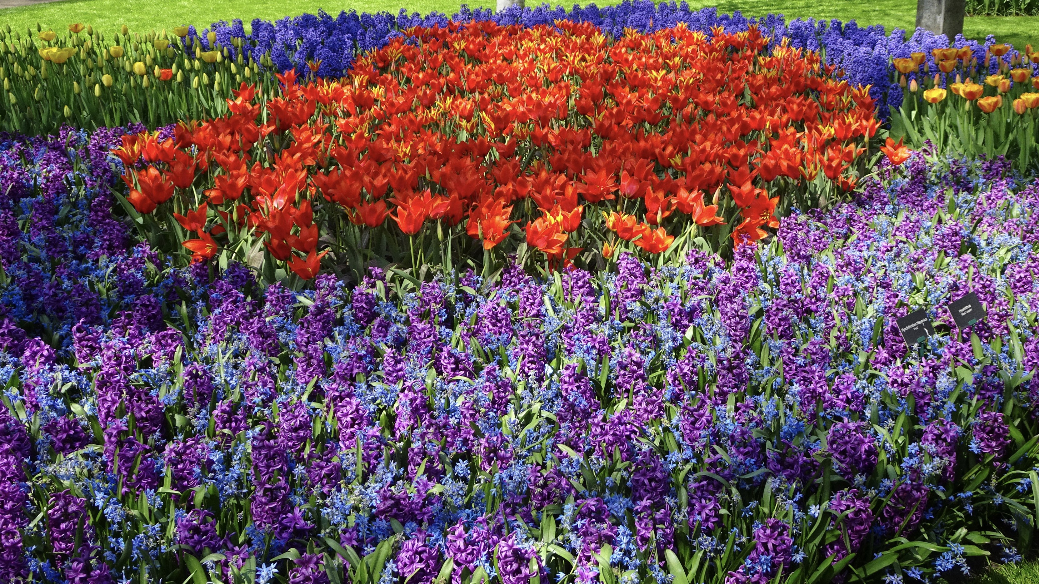 Field of Tulips and Hyacinths HD Wallpaper