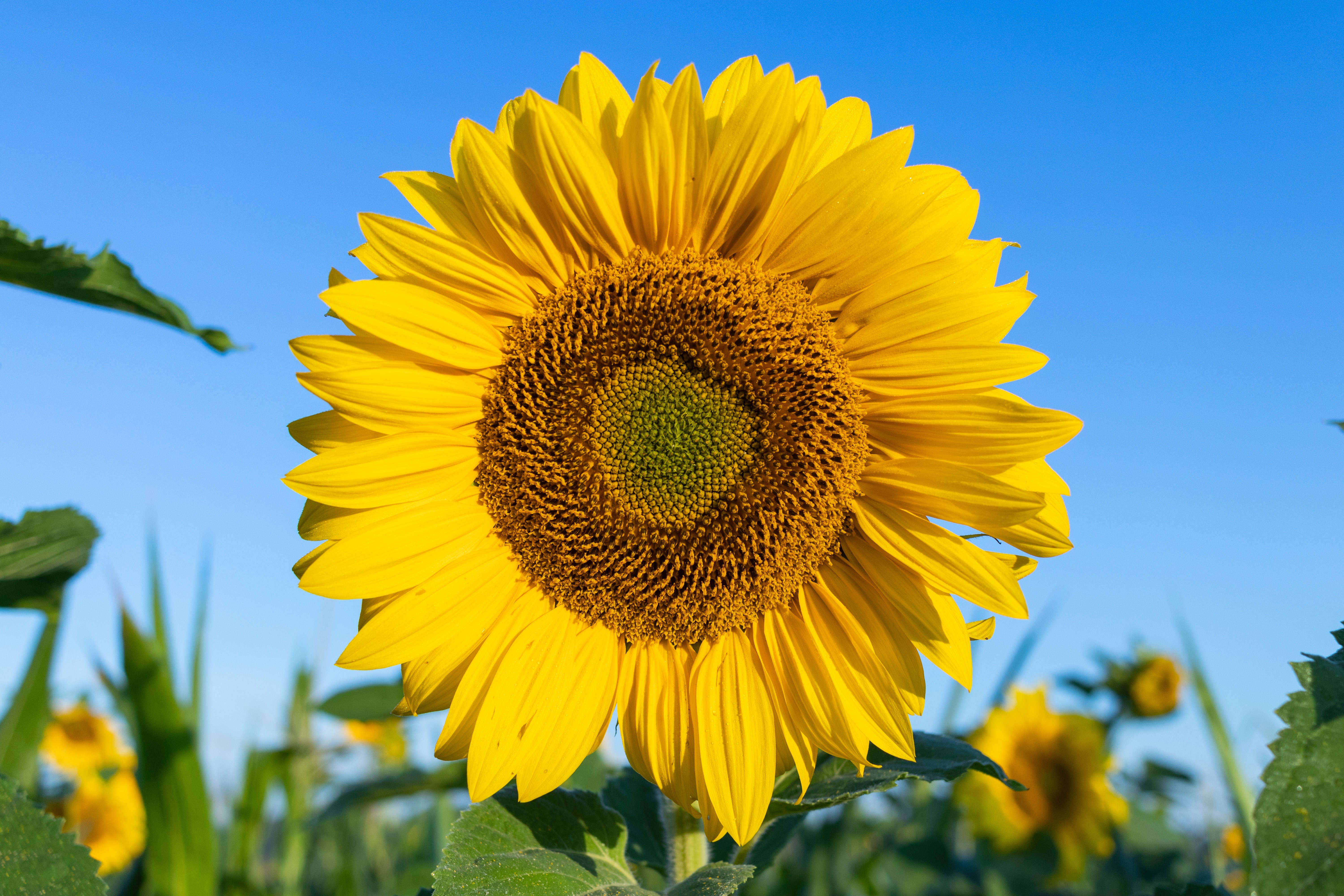 Close-up of a Sunflower in a Field HD Wallpaper