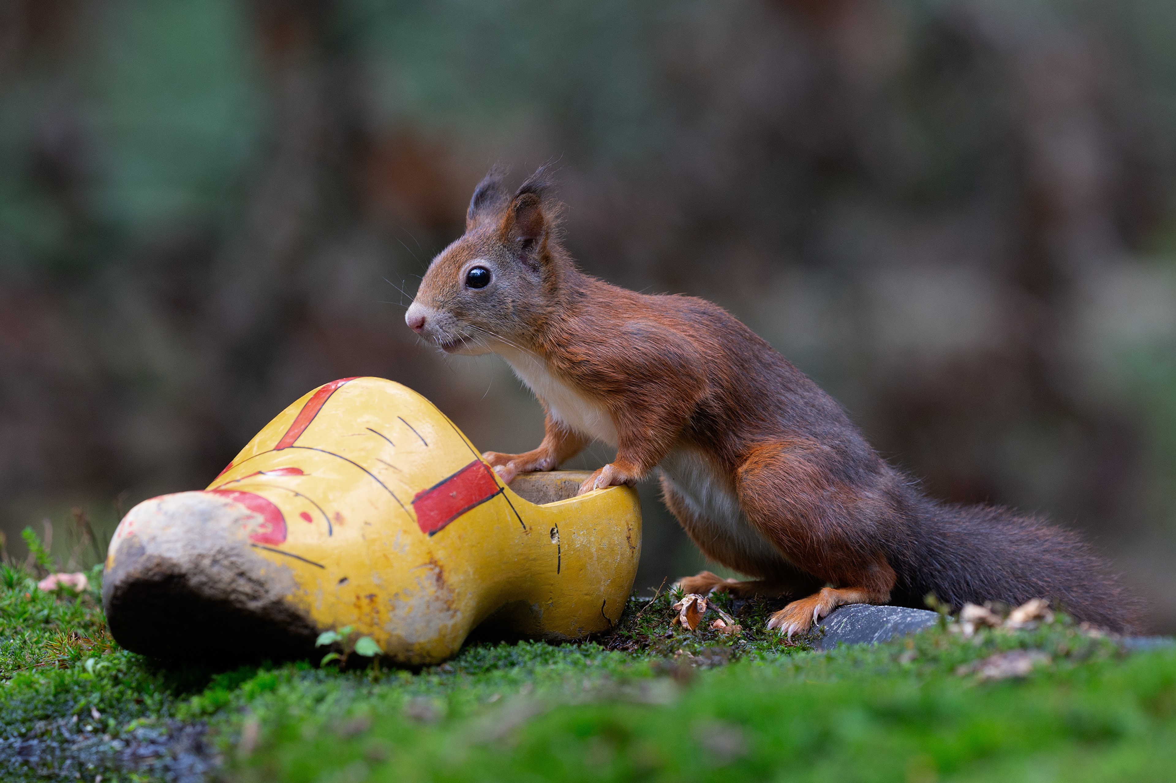 Squirrel on a wooden shoe HD Wallpaper