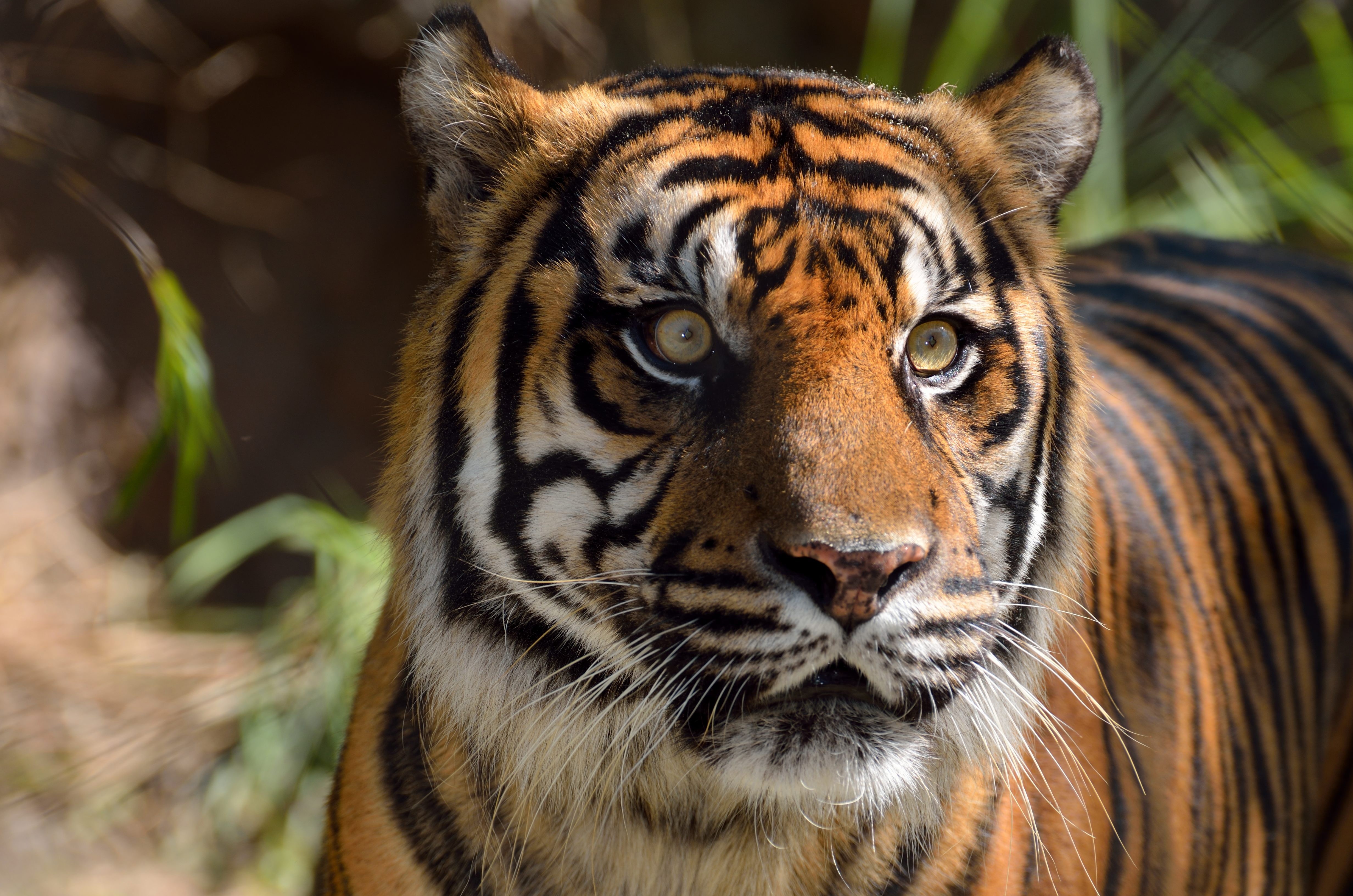 Closeup of a Tiger's Head HD Wallpaper