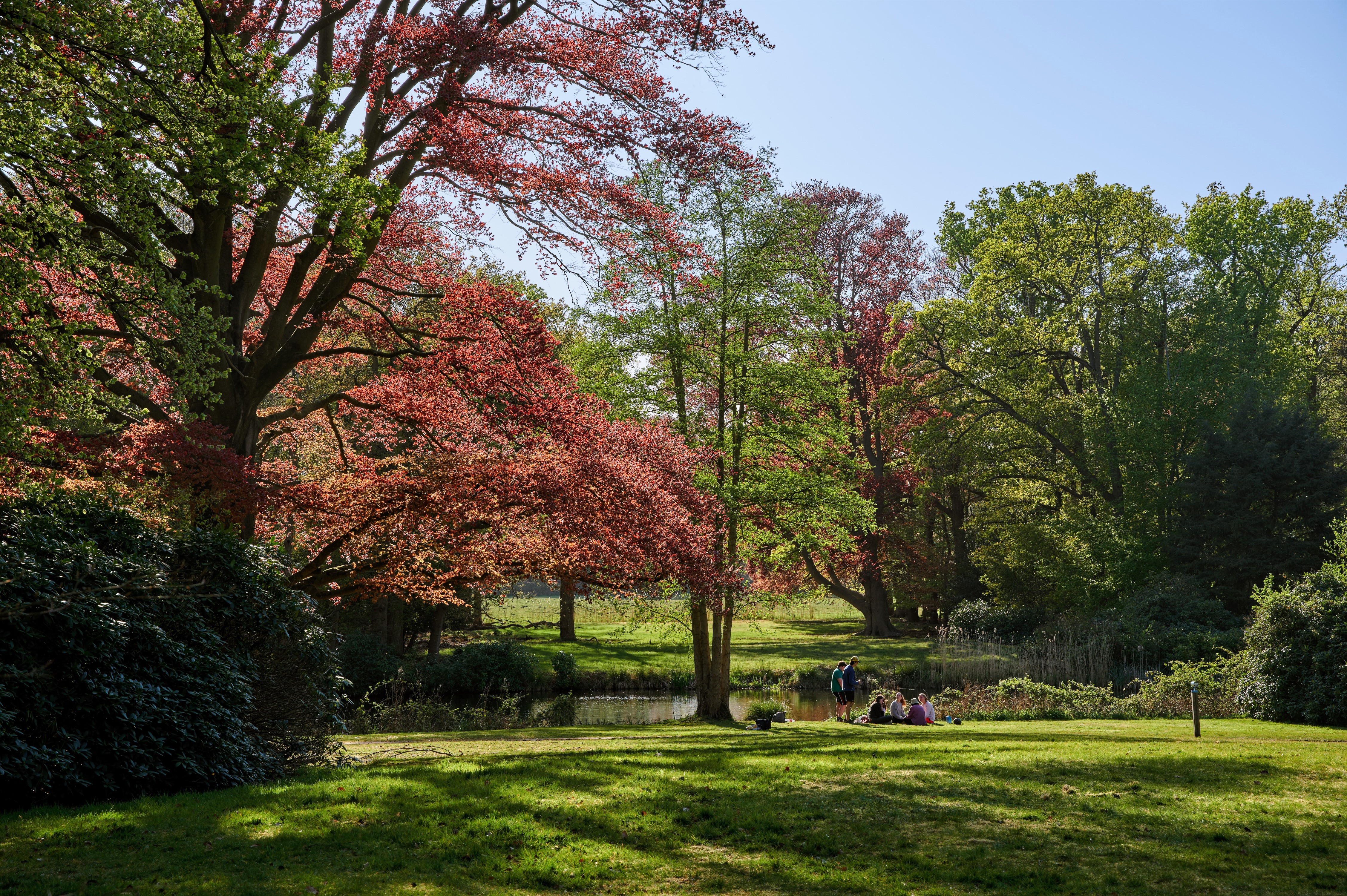 Park with trees and people in Graveland, Netherlands HD Wallpaper