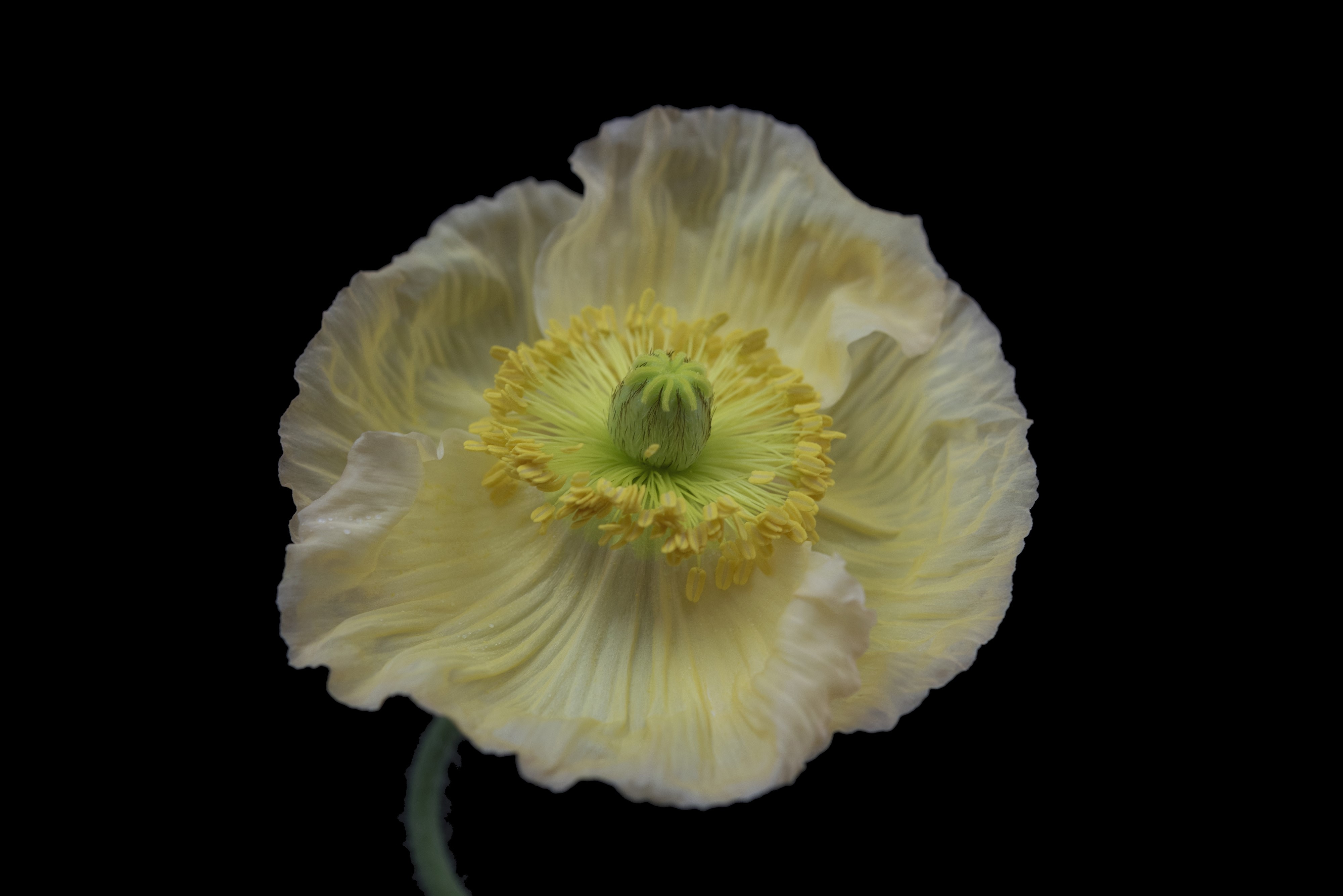 White Iceland Poppy on Black Background HD Wallpaper