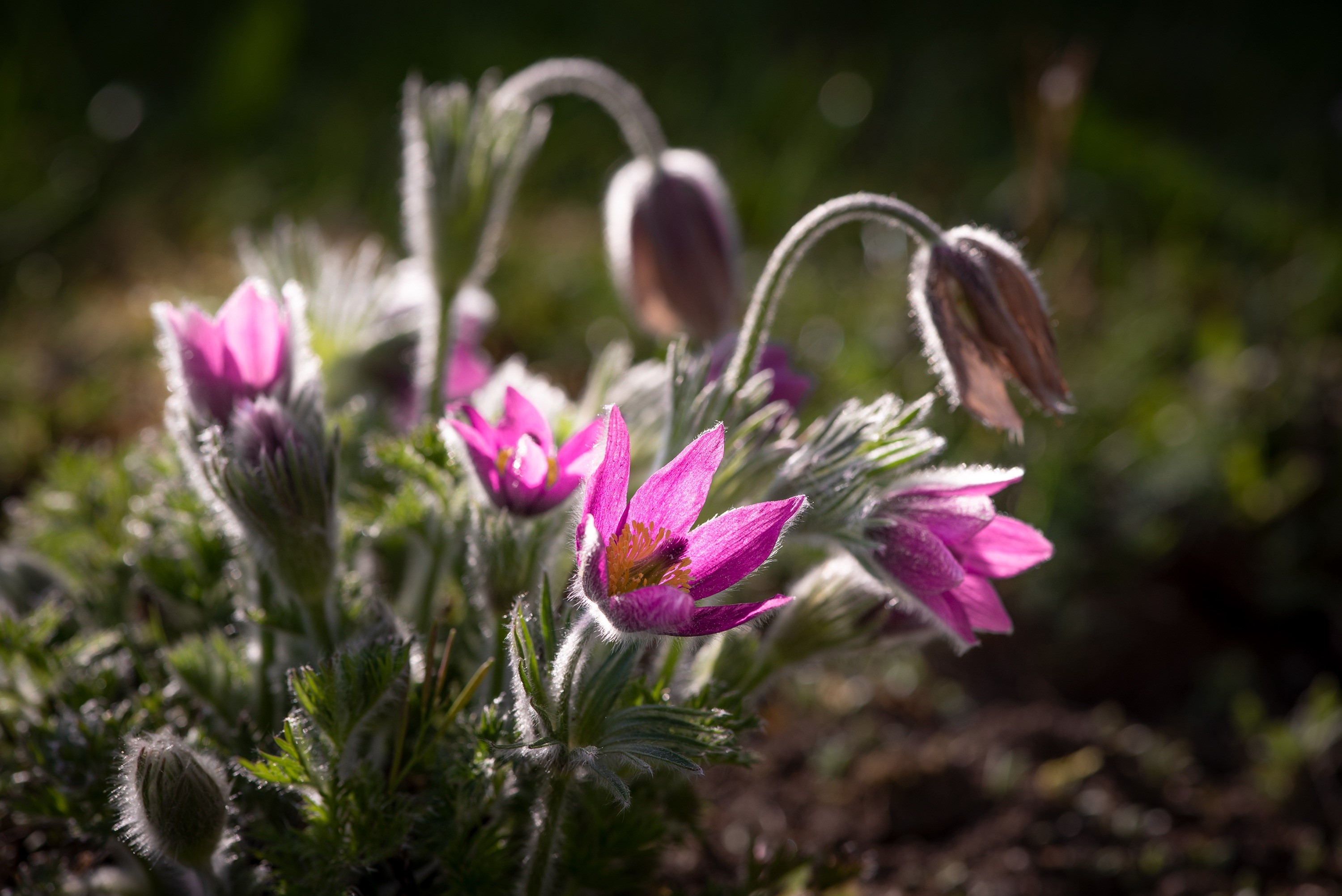 Purple Pulsatilla flowers in soft sunlight HD Wallpaper
