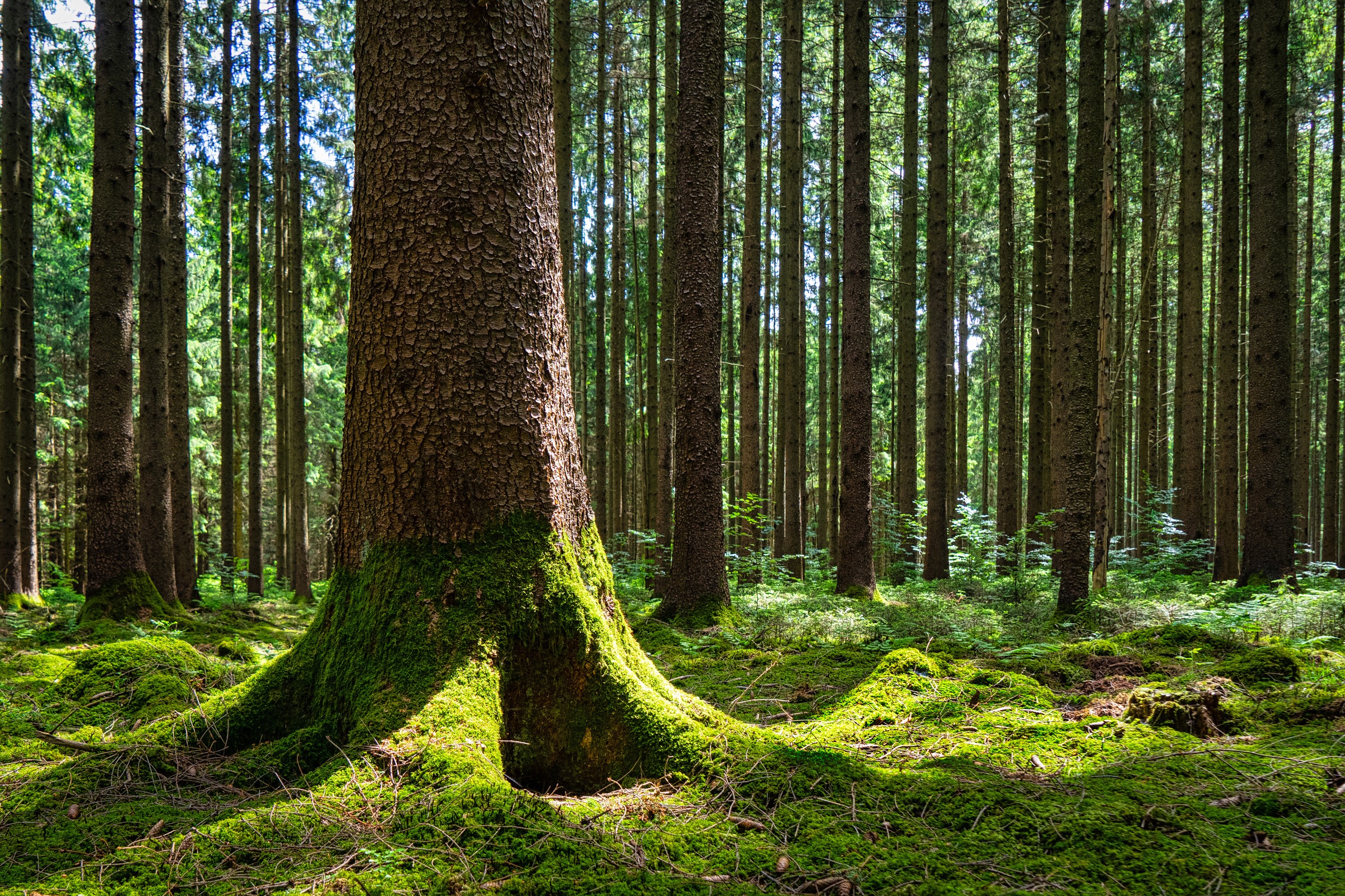 Moss-covered tree trunk in a sunlit forest in Bavaria HD Wallpaper