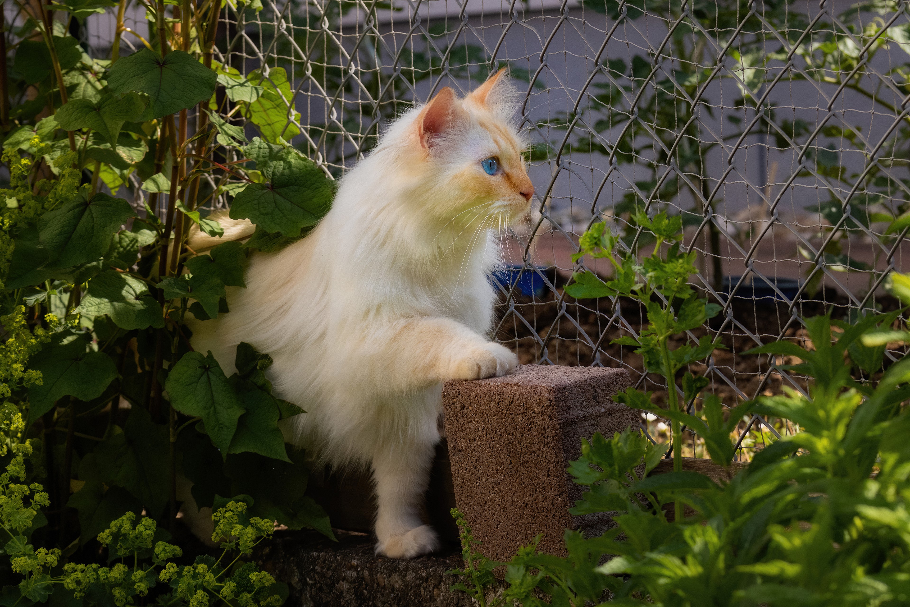4K Cat Glances HD Wallpaper