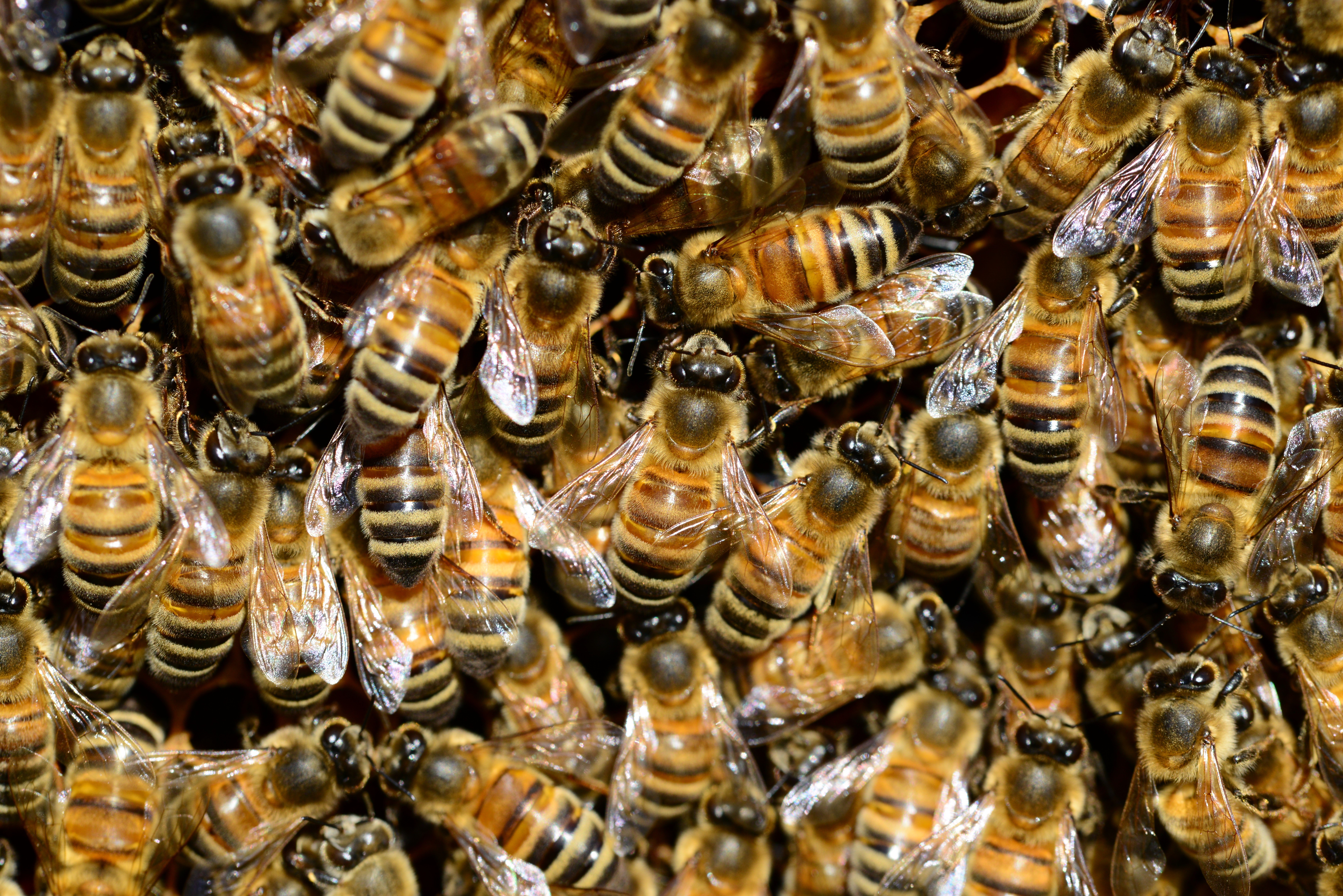 Many Bees on a Honeycomb HD Wallpaper