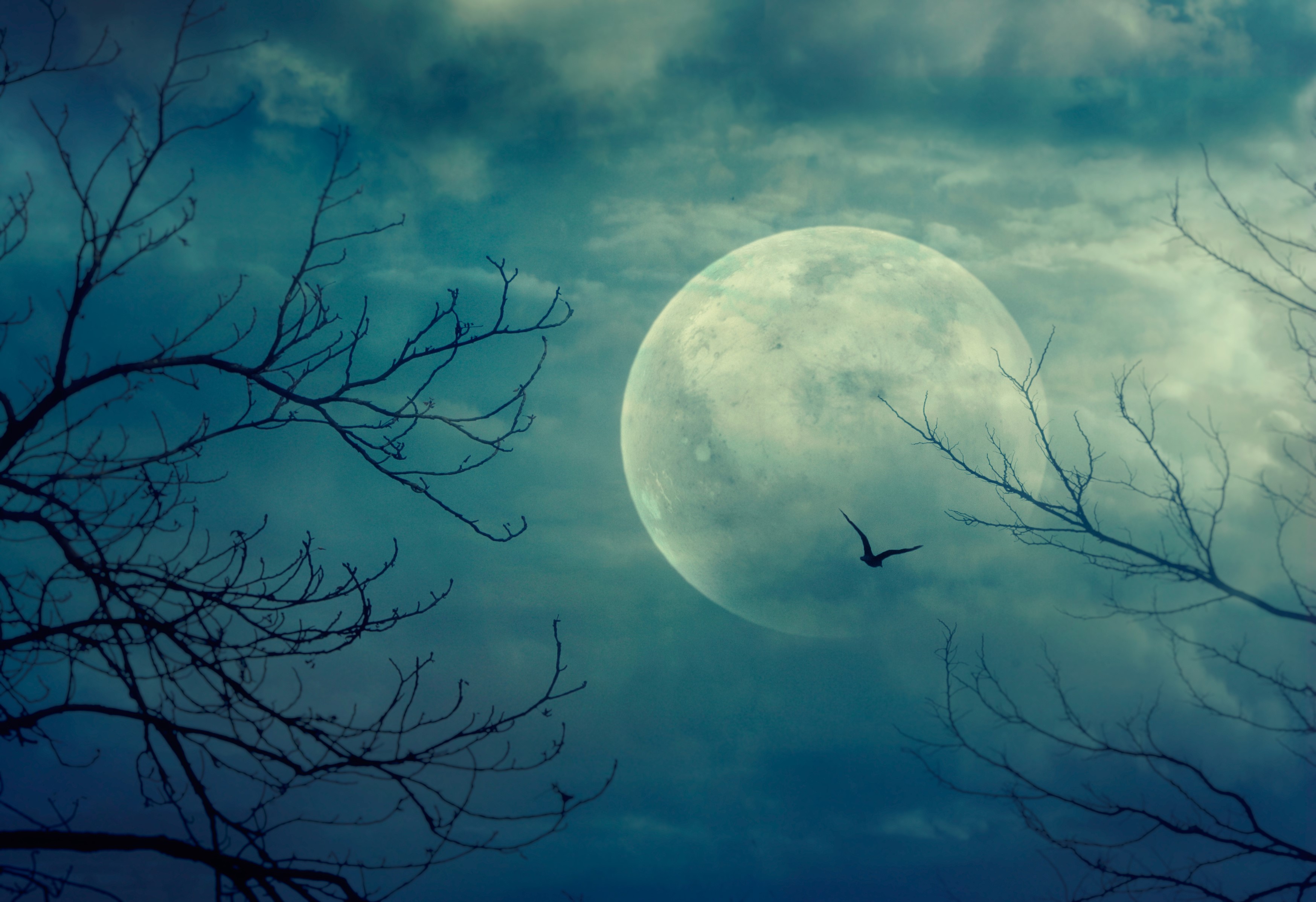 Full moon behind silhouetted branches with a bird flying HD Wallpaper