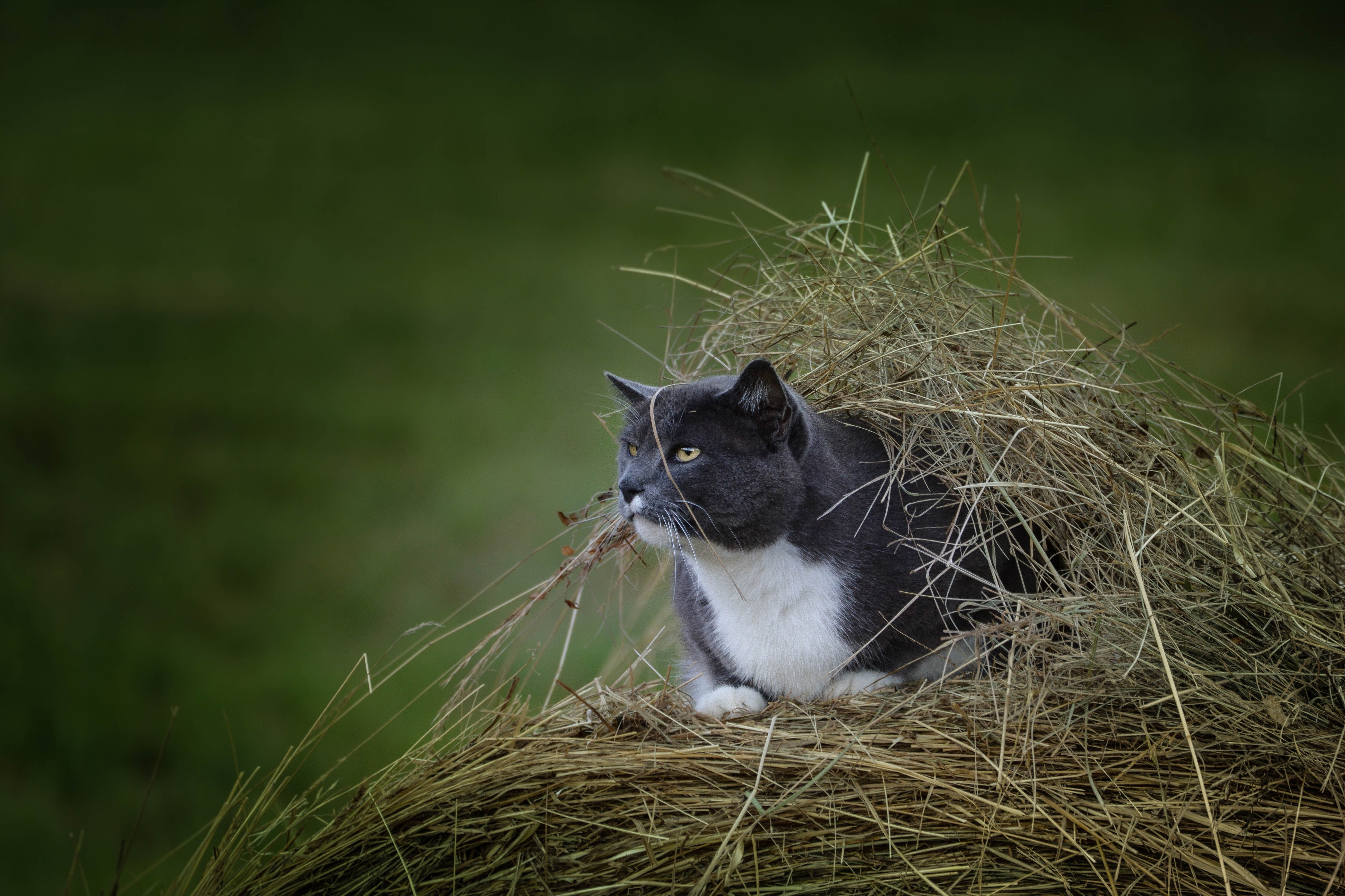 Gray and white cat in hay pile HD Wallpaper