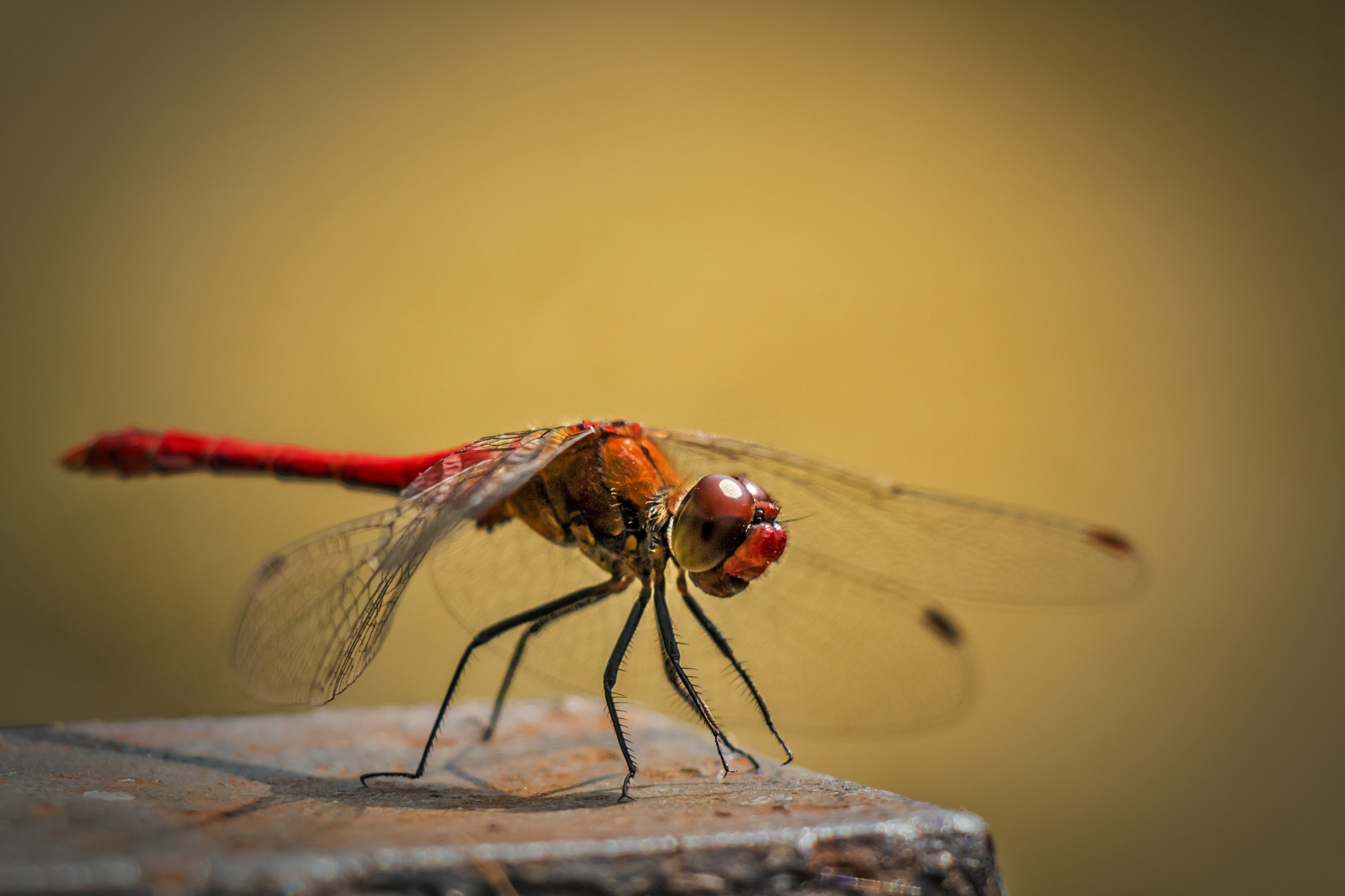 Dragonfly Insect on Surface HD Wallpaper