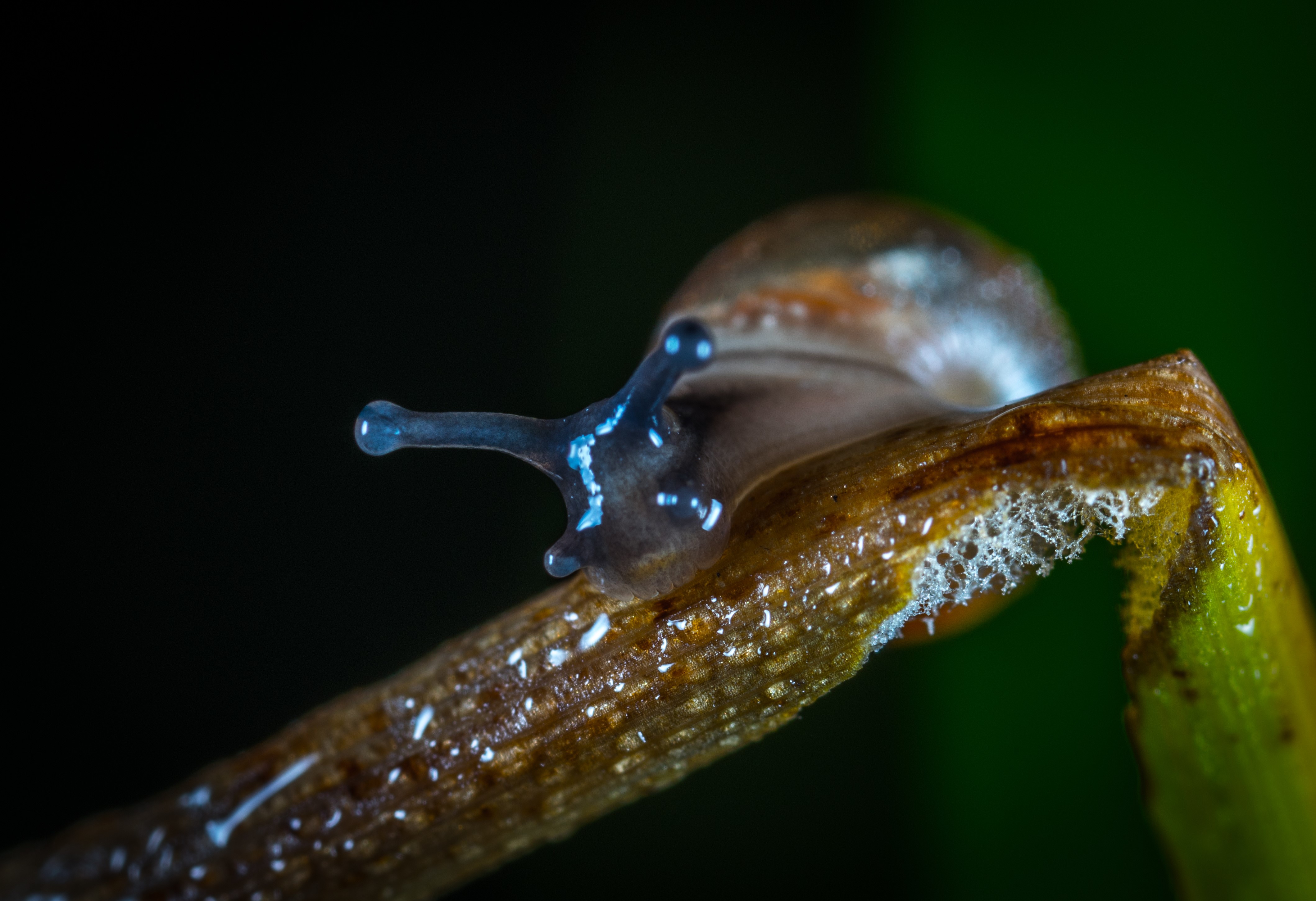 4K Closeup of a Snail on a Wet Leaf HD Wallpaper
