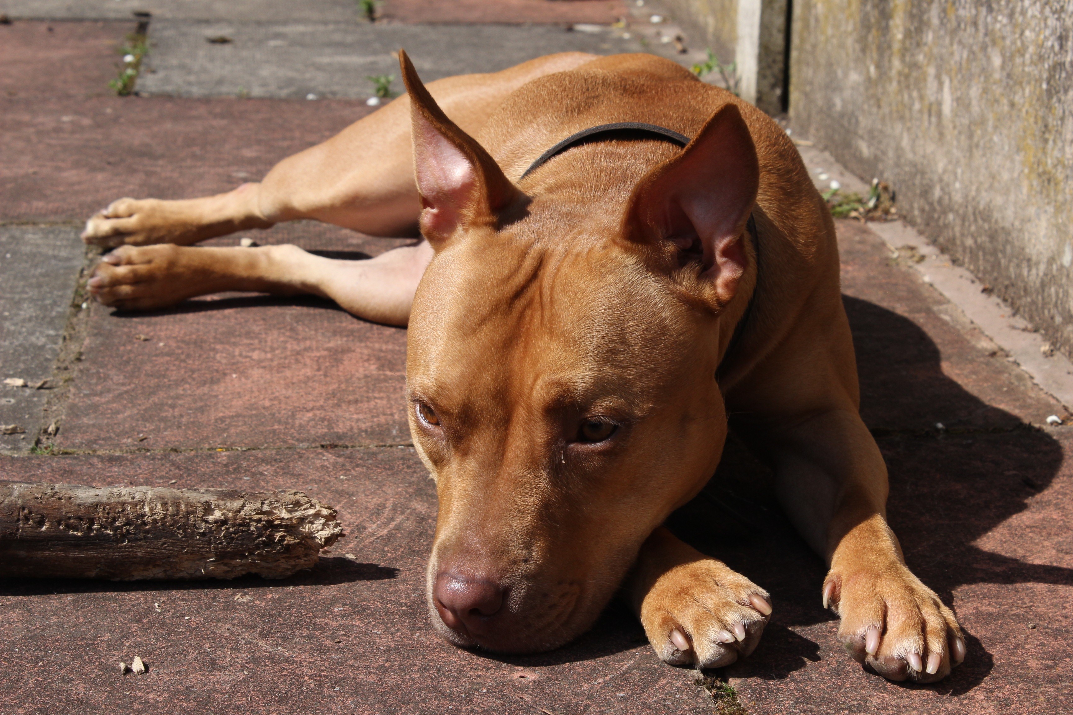 Brown Pitbull dog lying on a patio HD Wallpaper