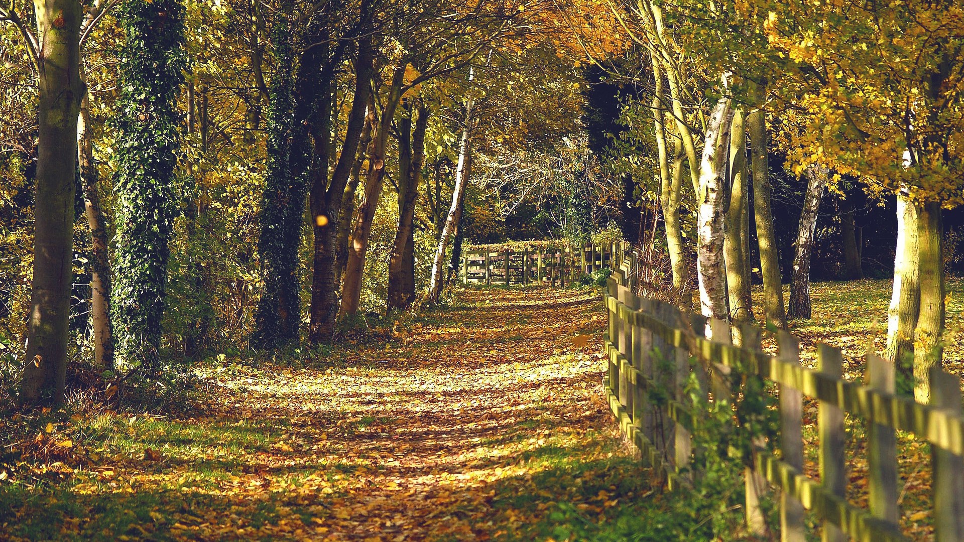 Autumn path through a forest with a wooden fence HD Wallpaper