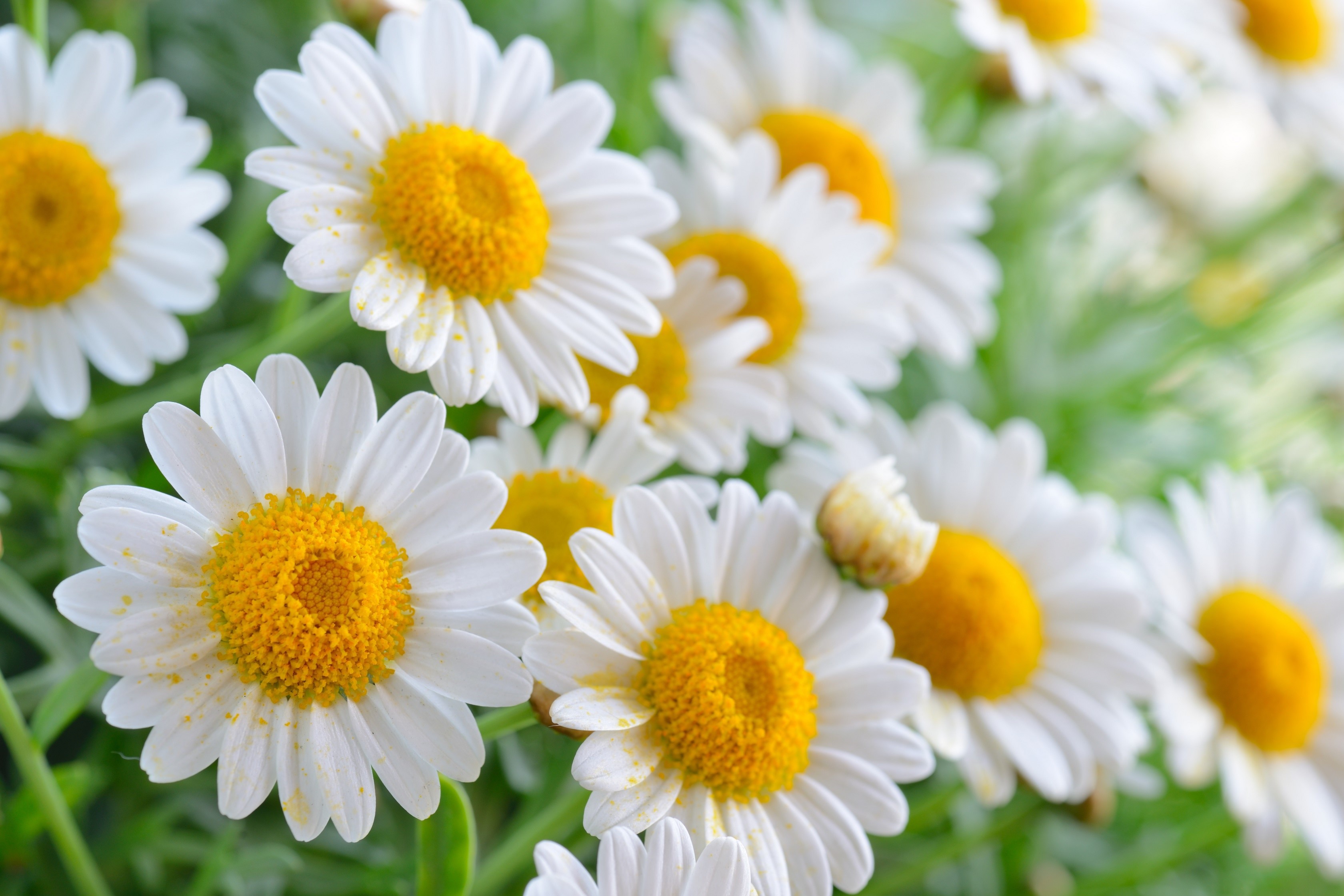 Close-up of white camomile flowers with yellow centers HD Wallpaper