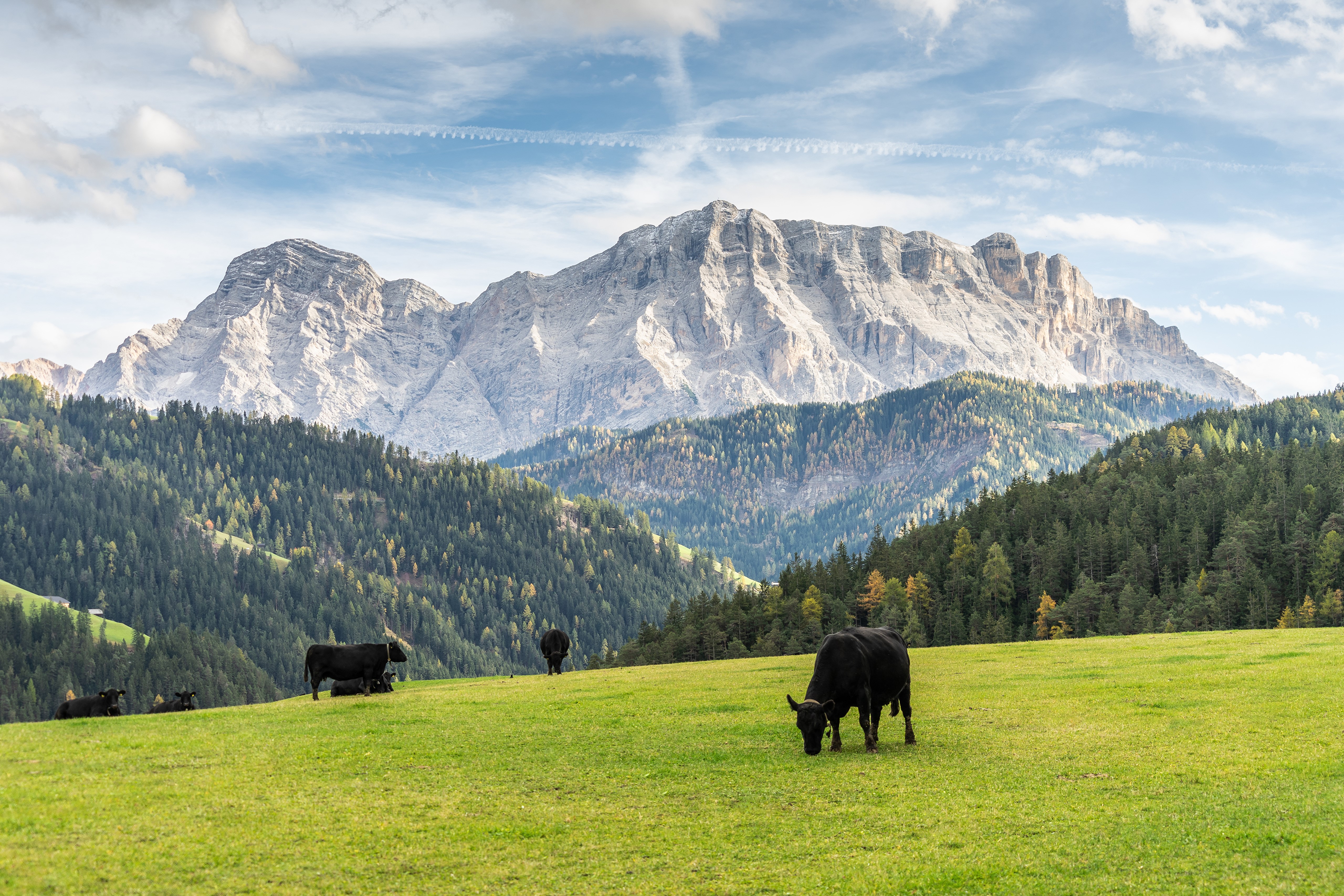 Cows grazing in a mountain meadow HD Wallpaper