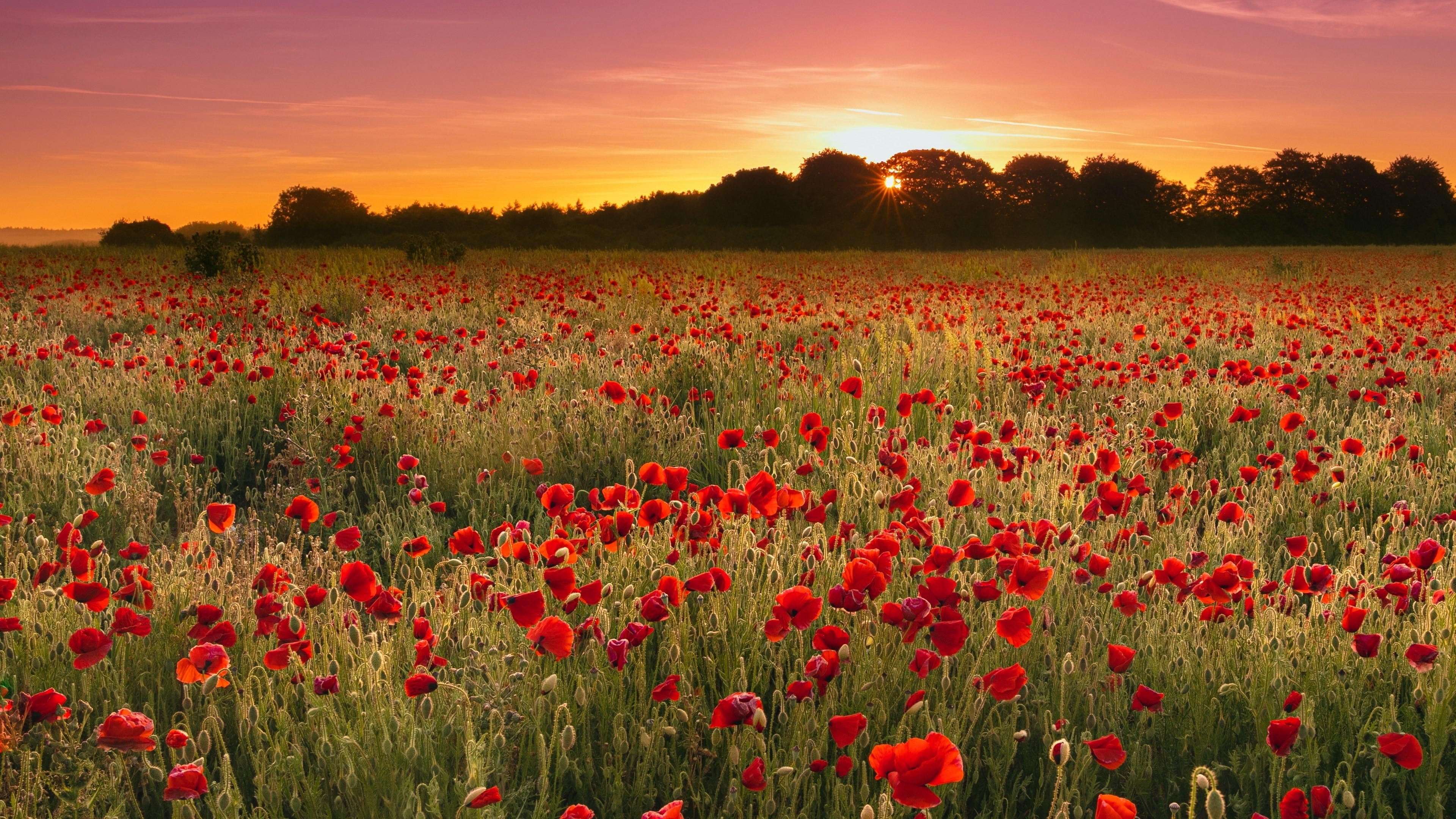 Field of Poppies at Sunset HD Wallpaper
