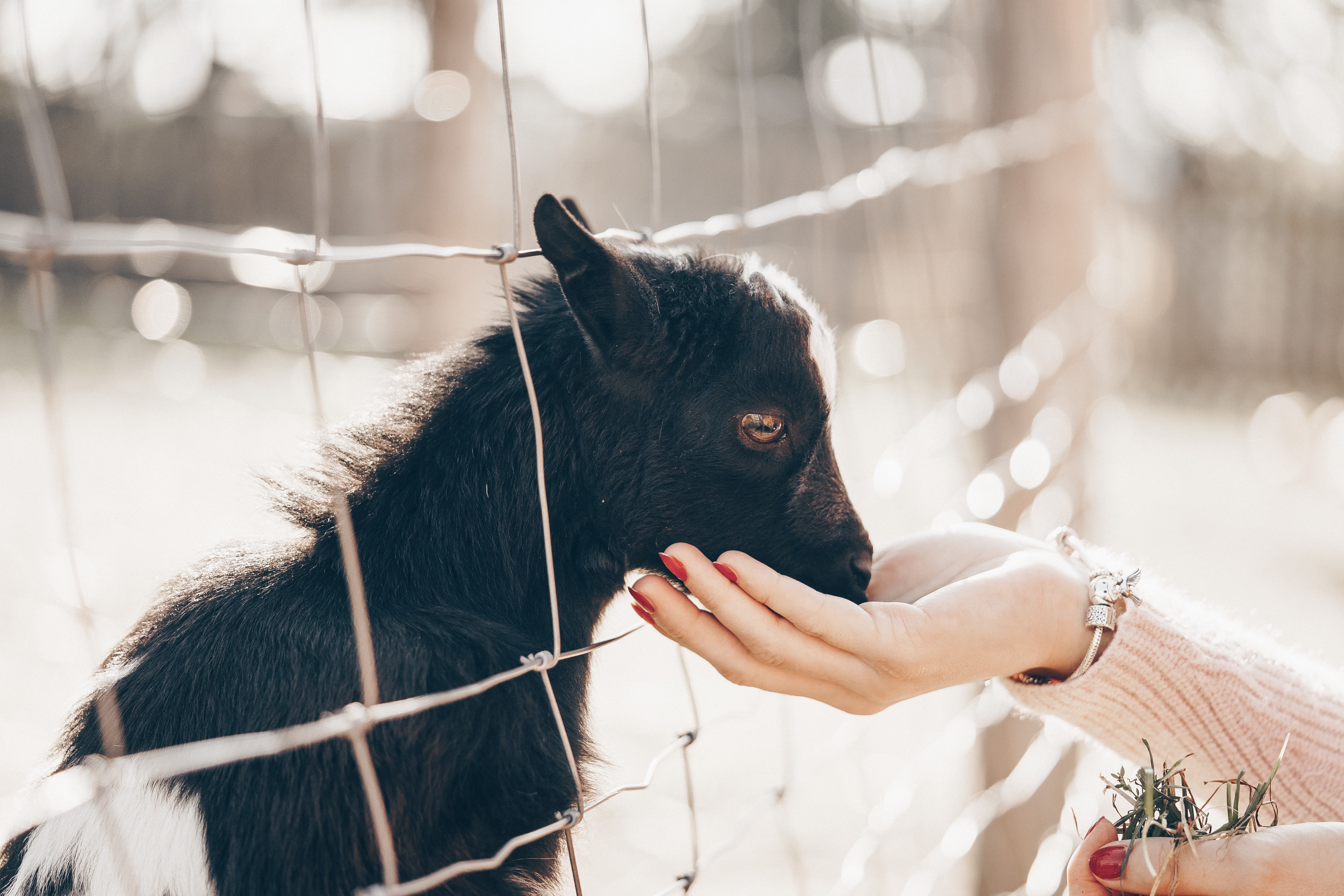 Baby goat being fed by hand through a fence HD Wallpaper