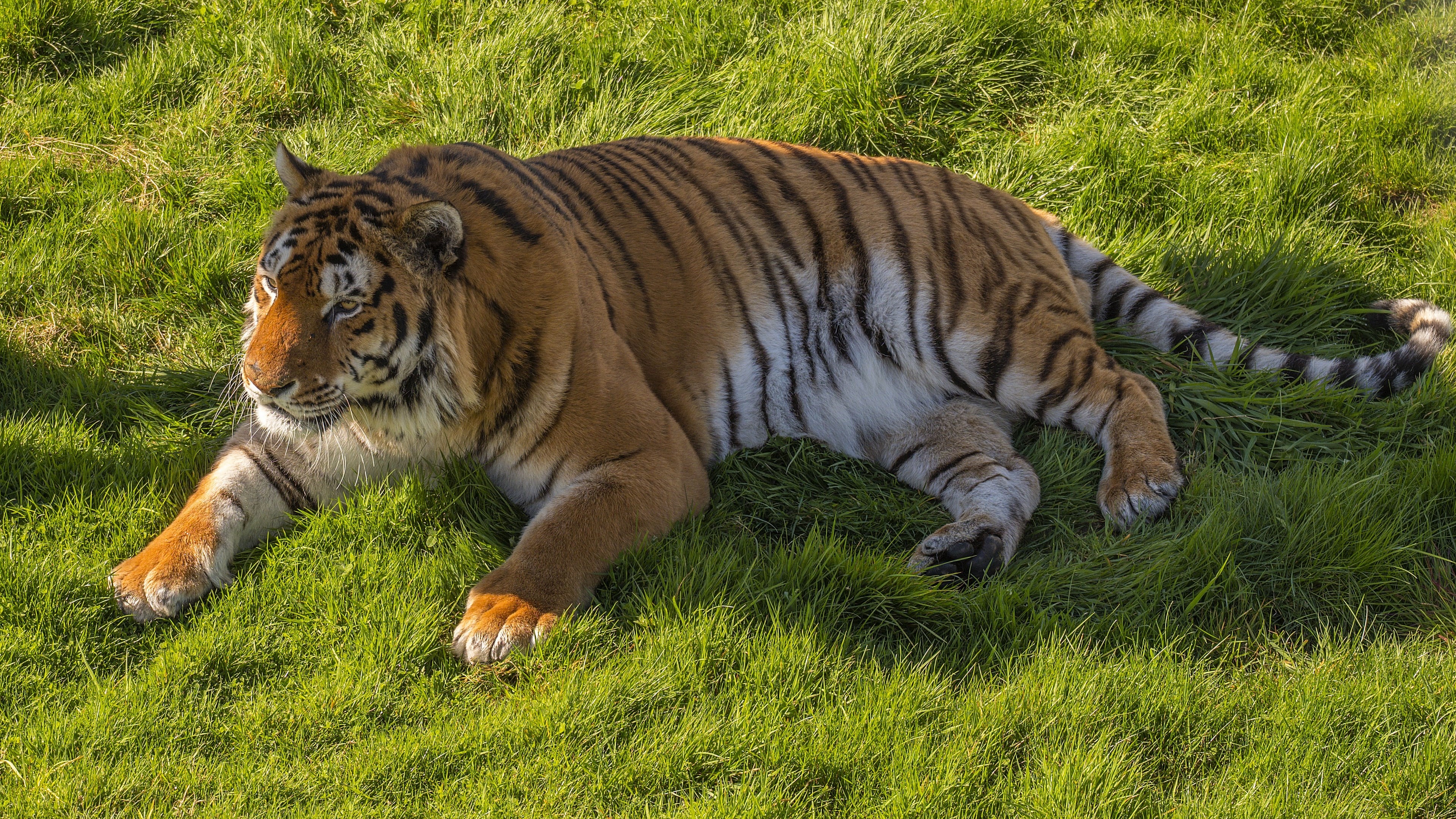Tiger lying down on grass HD Wallpaper