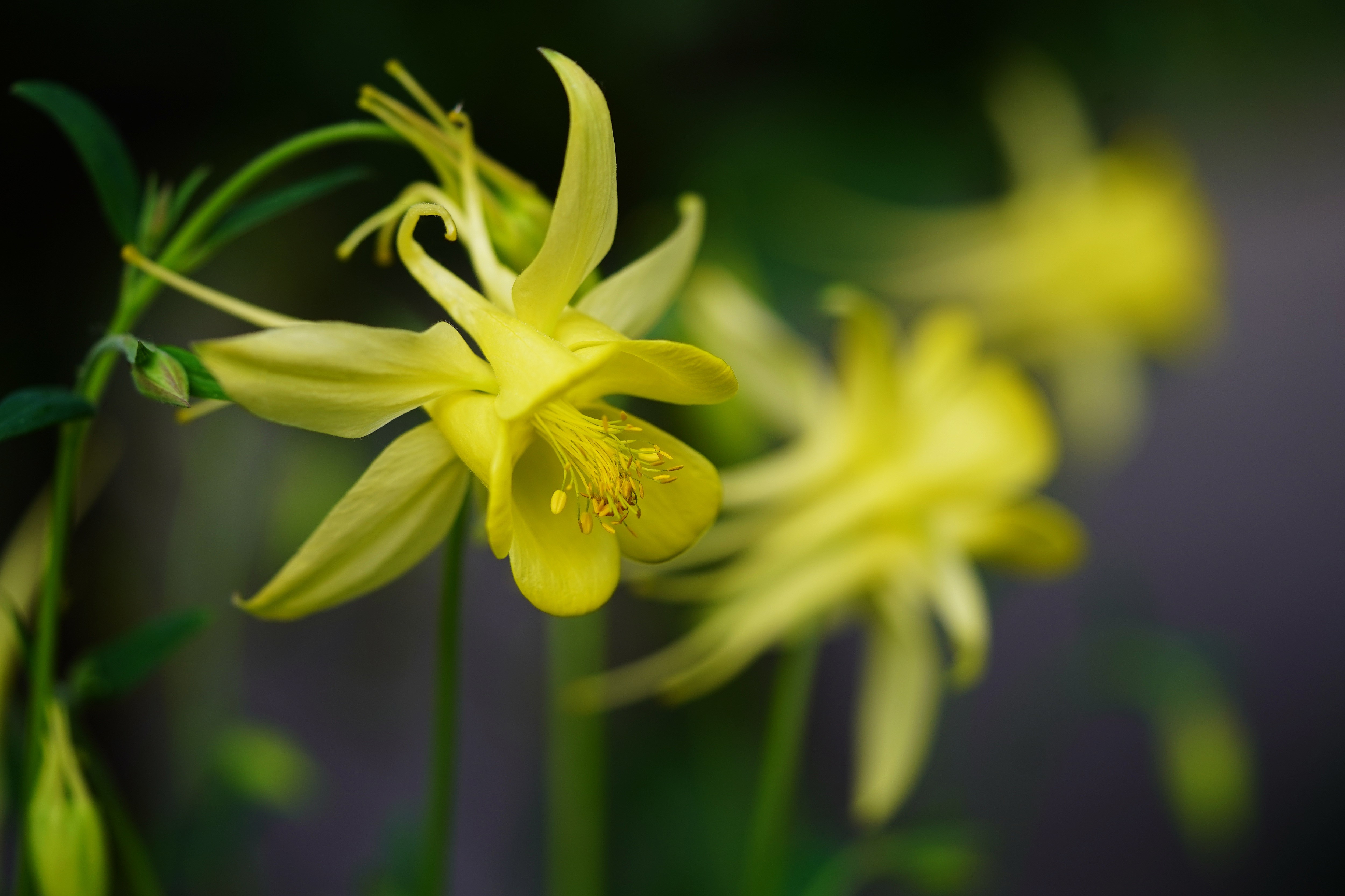 Yellow Aquilegia Columbine Flowers HD Wallpaper
