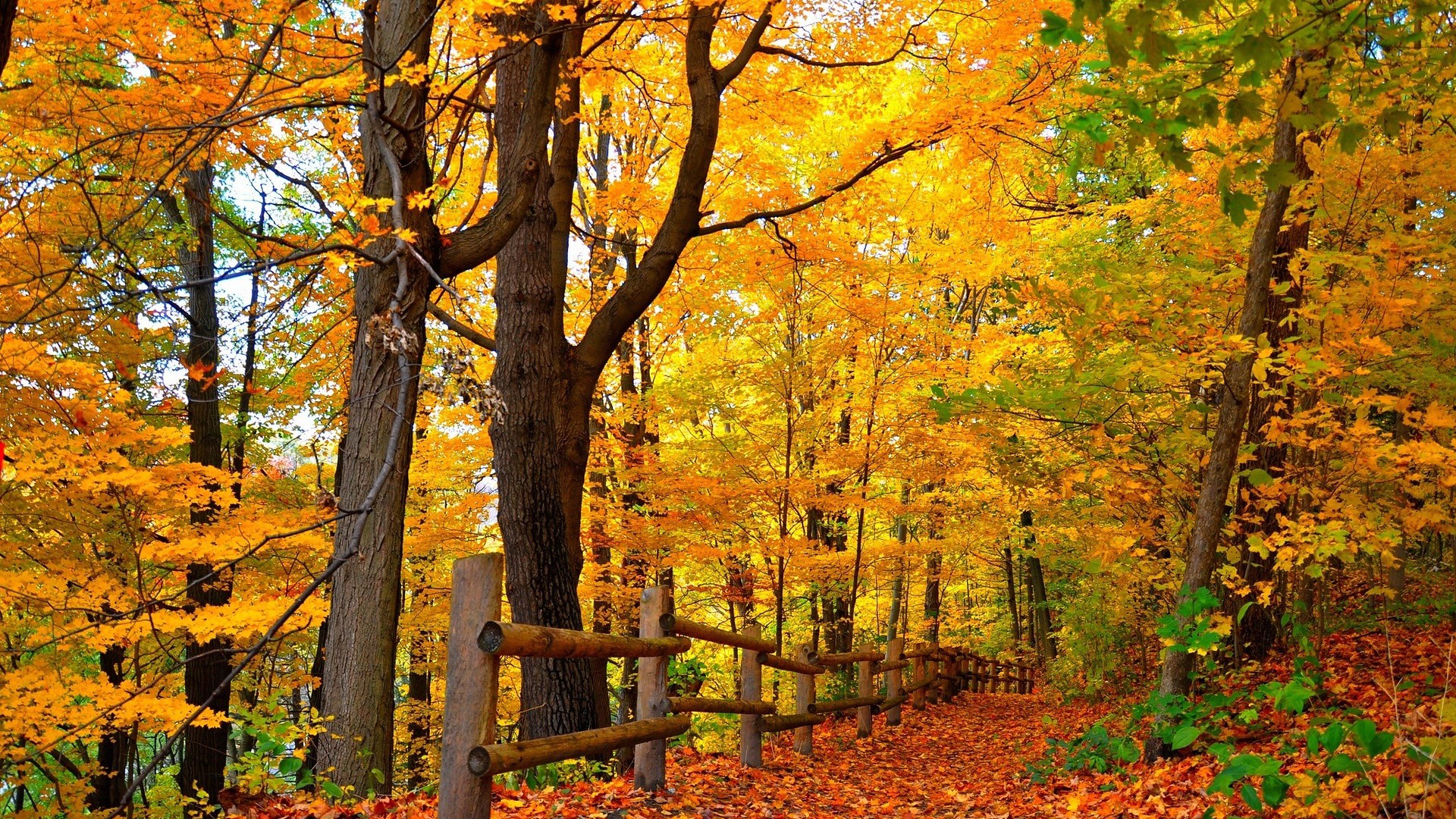 Autumn forest path with wooden fence and fallen leaves HD Wallpaper