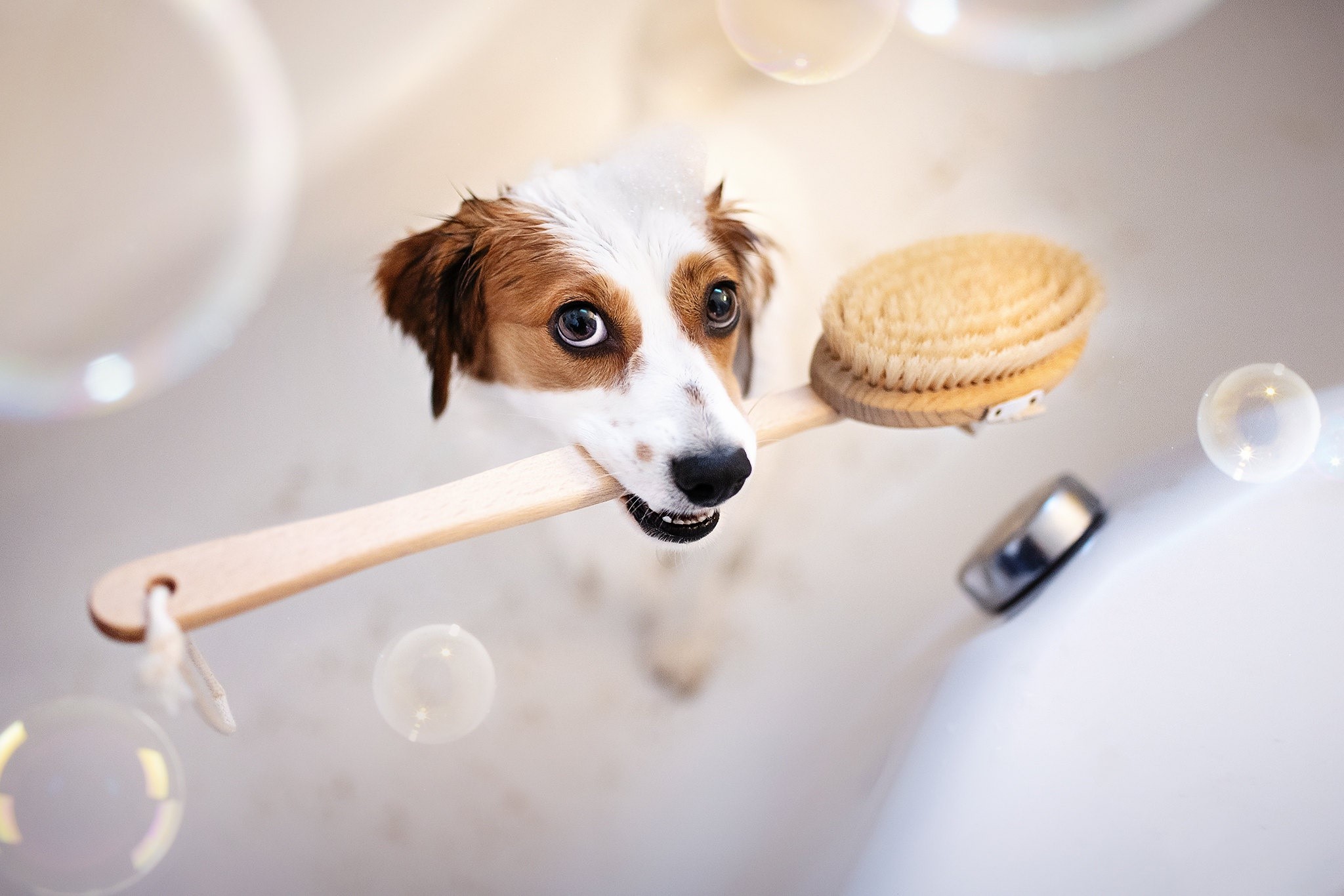 Dog in bathtub with brush and bubbles HD Wallpaper