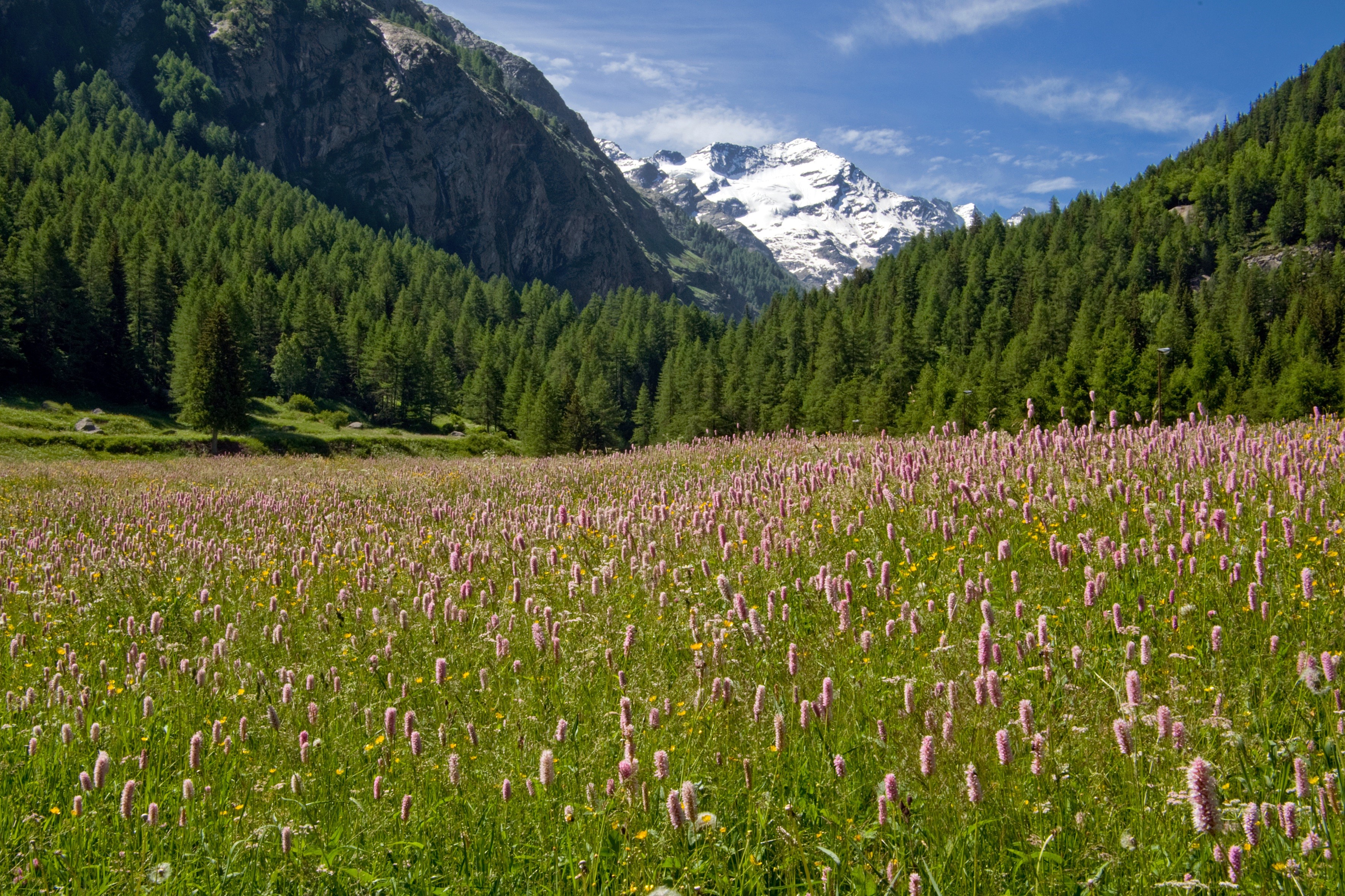 Gran Paradiso National Park, Italy: Alpine Meadow and Mountains HD Wallpaper